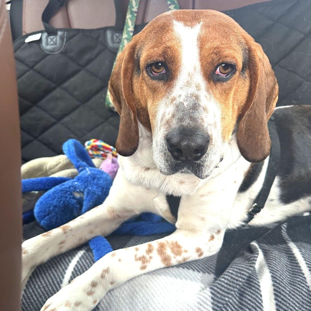 Enlarge Tilly, a Adoptable mixed breed in Potomac, MD image 2/6
