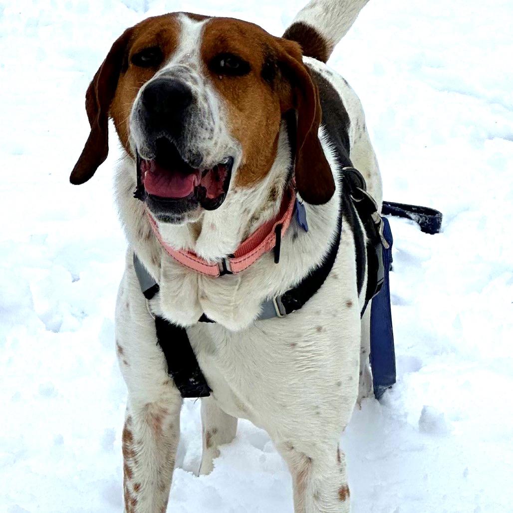 Enlarge Tilly, a Adoptable mixed breed in Potomac, MD image 3/6
