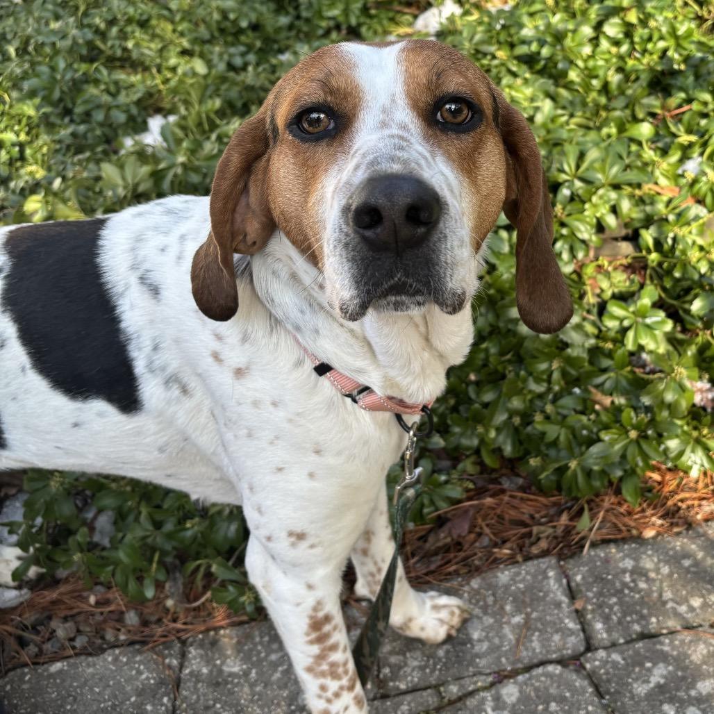 Enlarge Tilly, a Adoptable mixed breed in Potomac, MD image 4/6