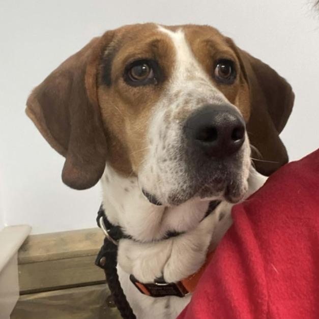 Enlarge Tilly, a Adoptable mixed breed in Potomac, MD image 5/6