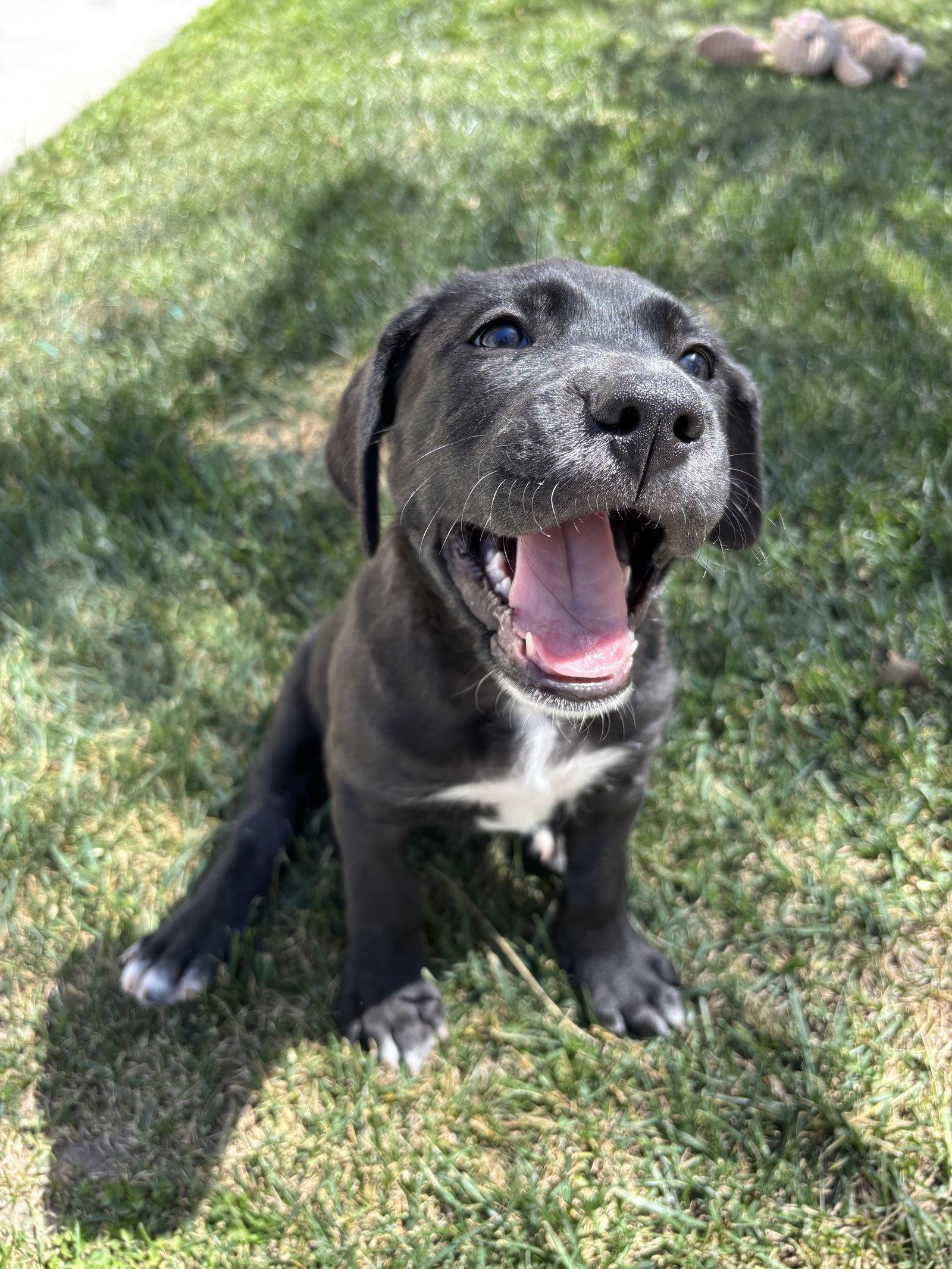 Enlarge Toby, a Adopted mixed breed in Fullerton, CA image 1/3