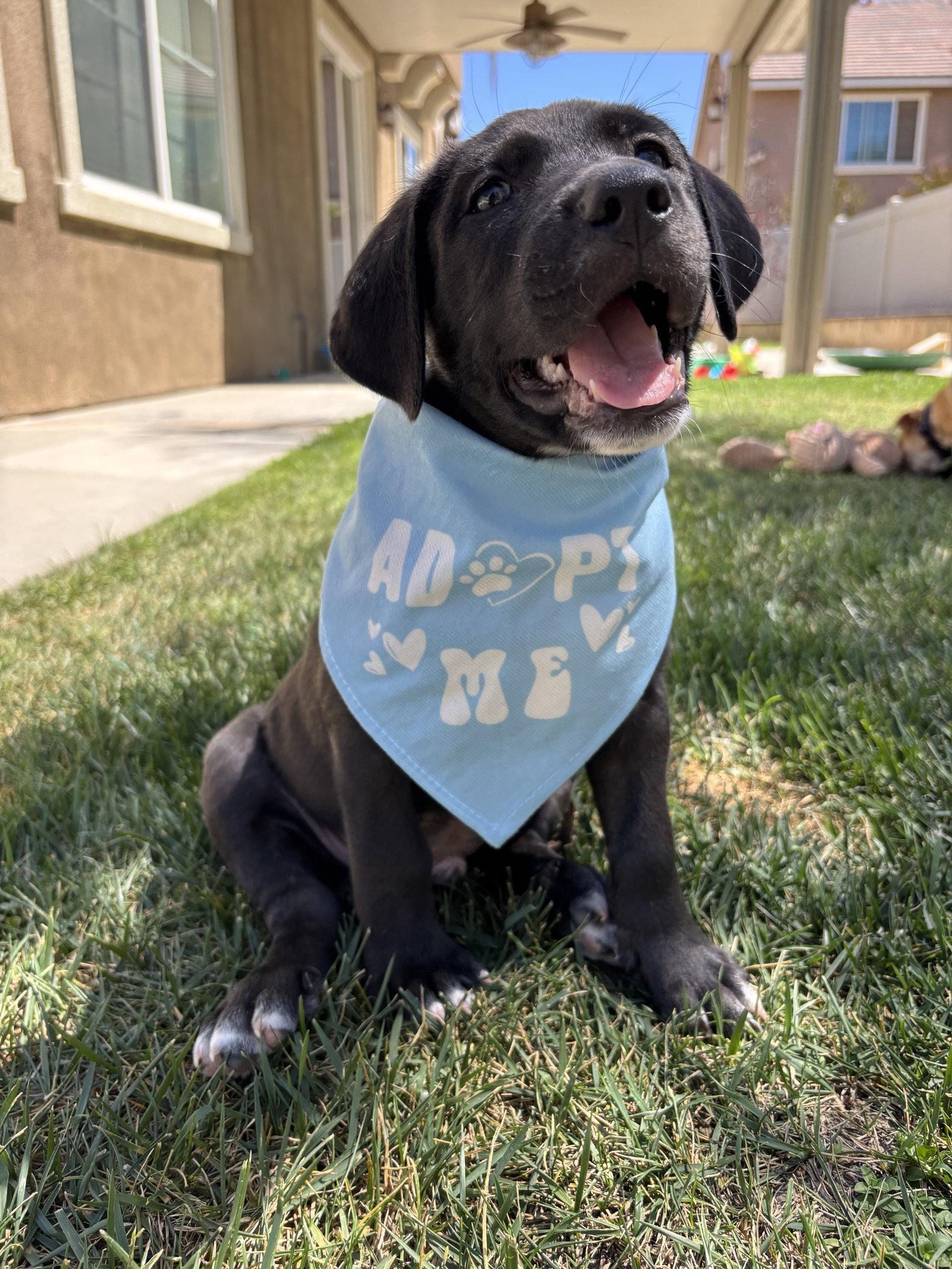 Enlarge Toby, a Adopted mixed breed in Fullerton, CA image 2/3