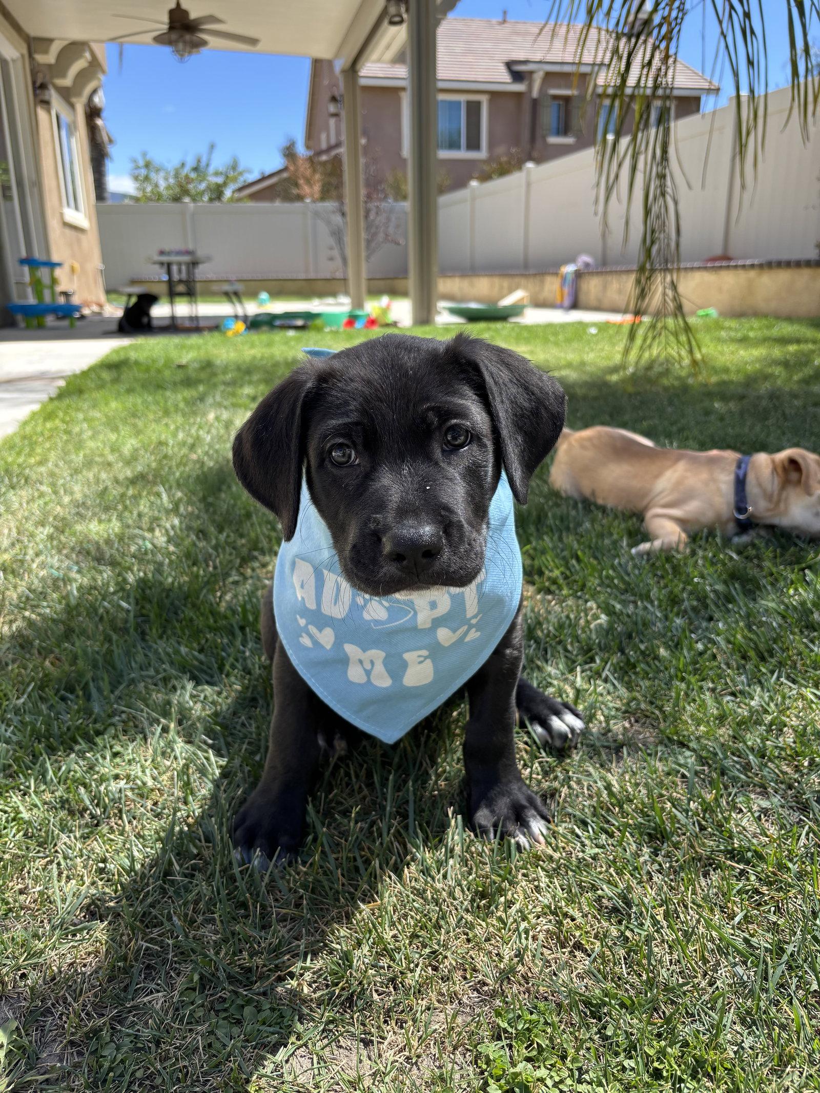 Enlarge Toby, a Adopted mixed breed in Fullerton, CA image 3/3