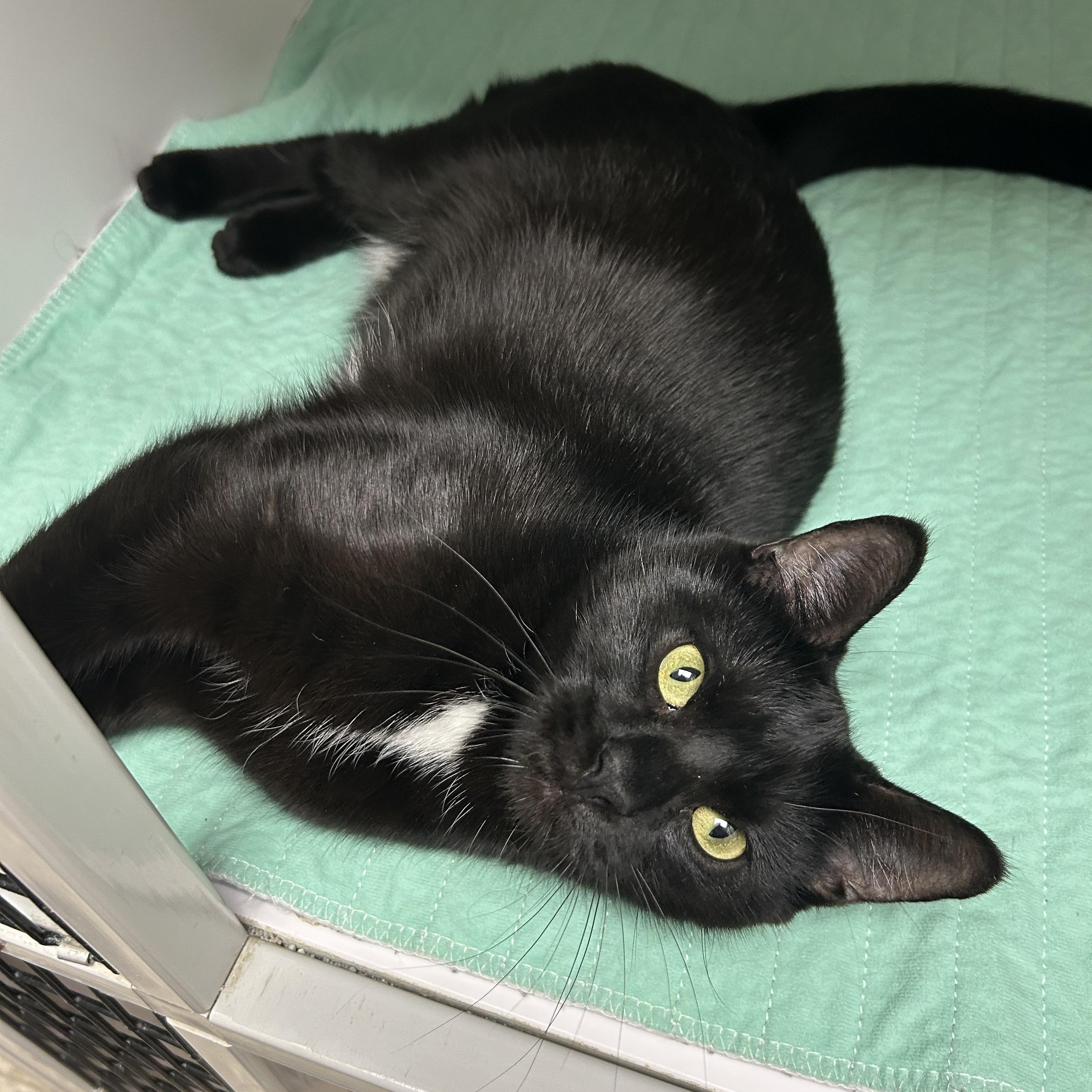 Enlarge Maryn, an adoption pending Domestic Short Hair in White Oak, PA image 2/4