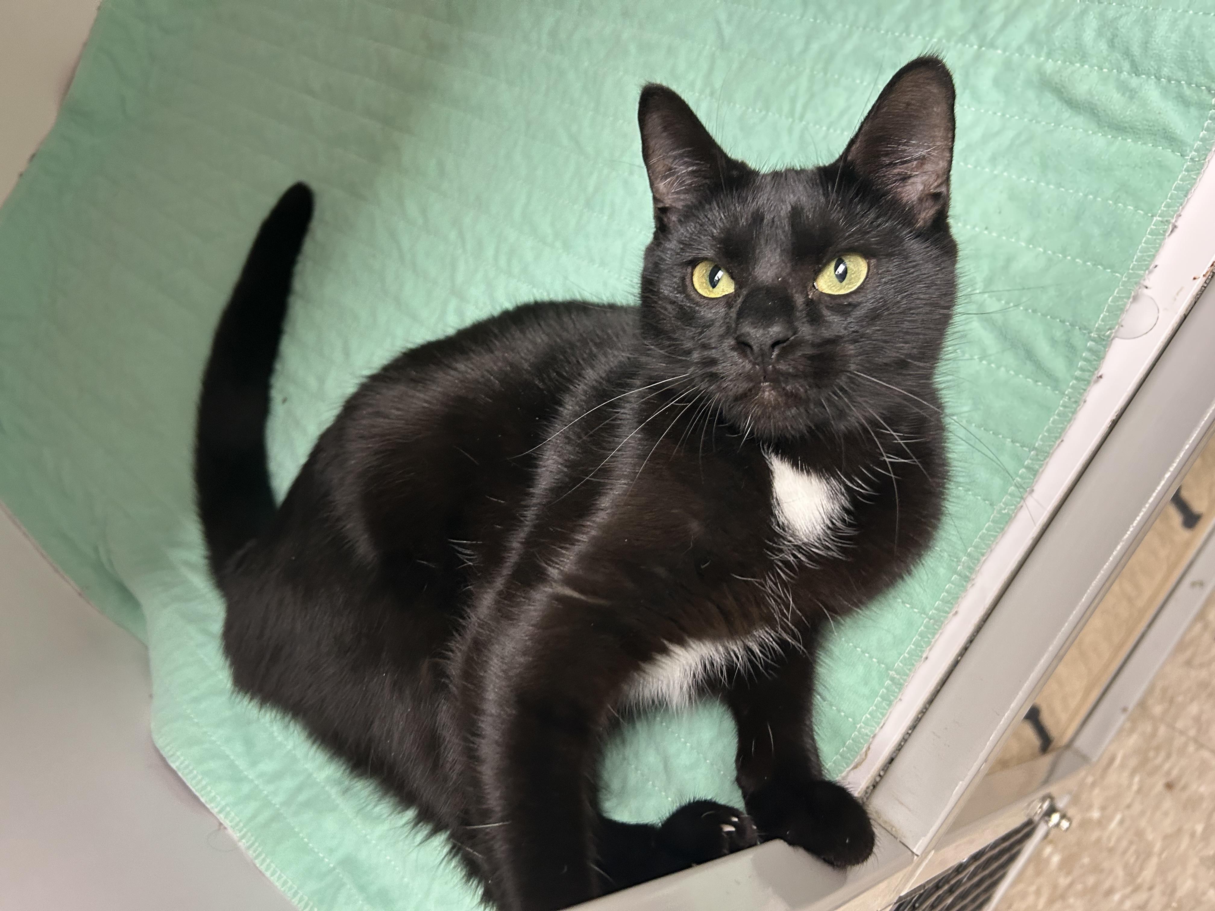 Enlarge Maryn, an adoption pending Domestic Short Hair in White Oak, PA image 4/4