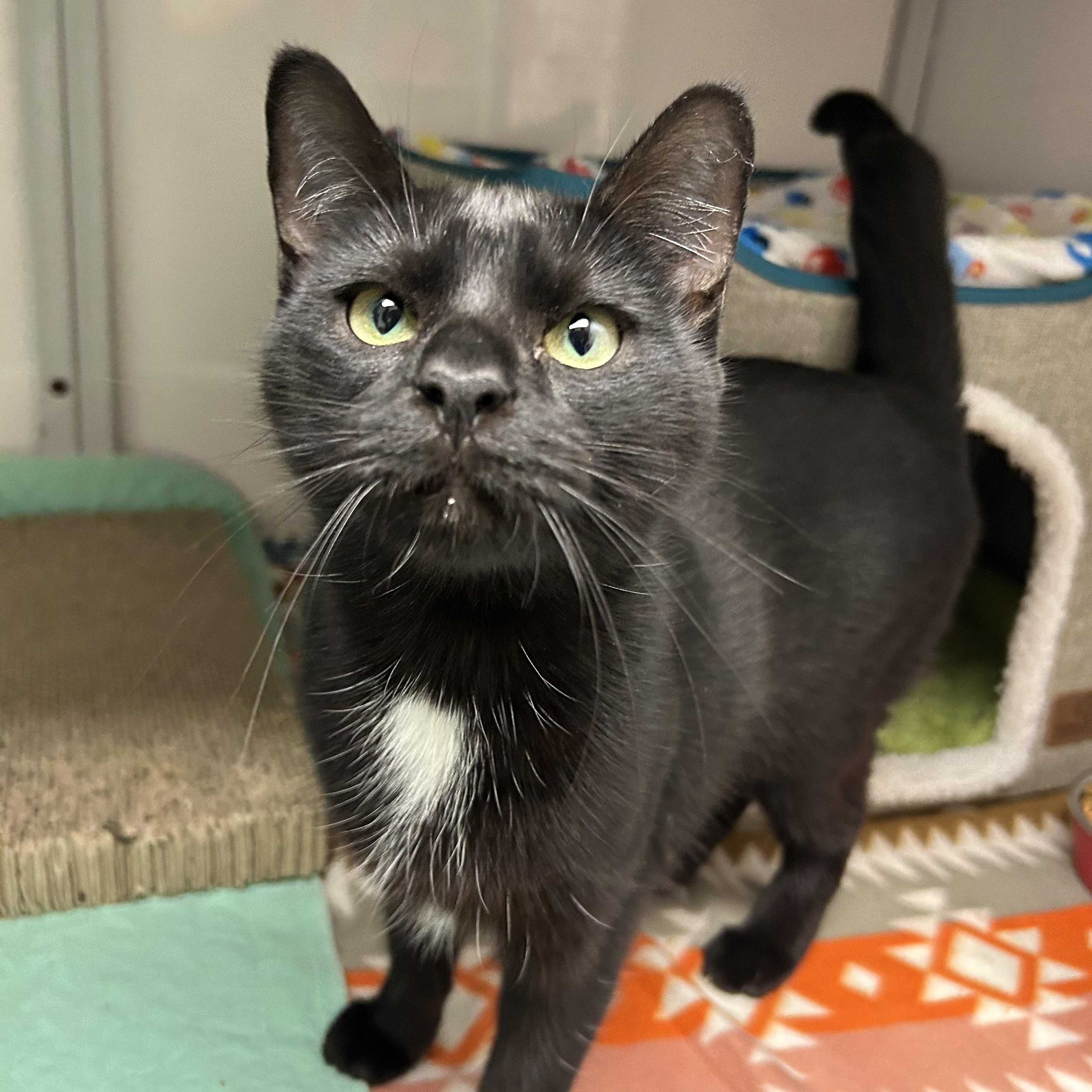 Maryn, ADOPTABLE, Adult Female Domestic Short Hair.