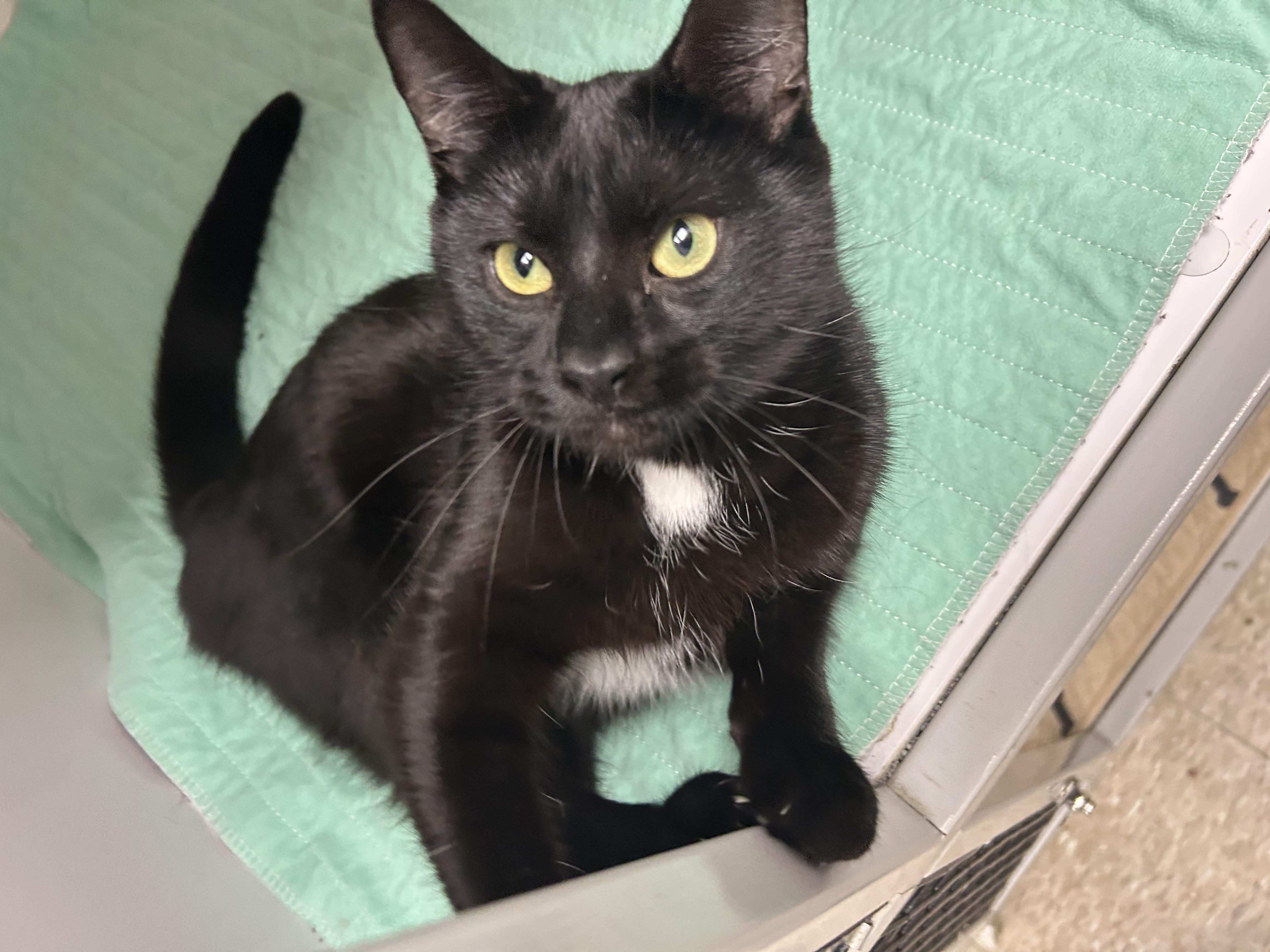 Enlarge Maryn, an adoption pending Domestic Short Hair in White Oak, PA image 3/4