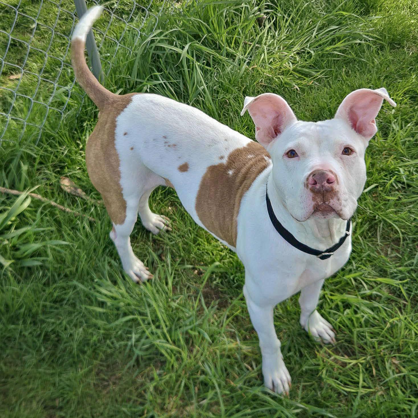 Enlarge Suki, an adoptable mixed breed in Huntley, IL image 2/6