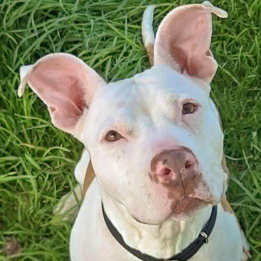 Suki, adoptable, Young Female American Staffordshire Terrier & Boxer.