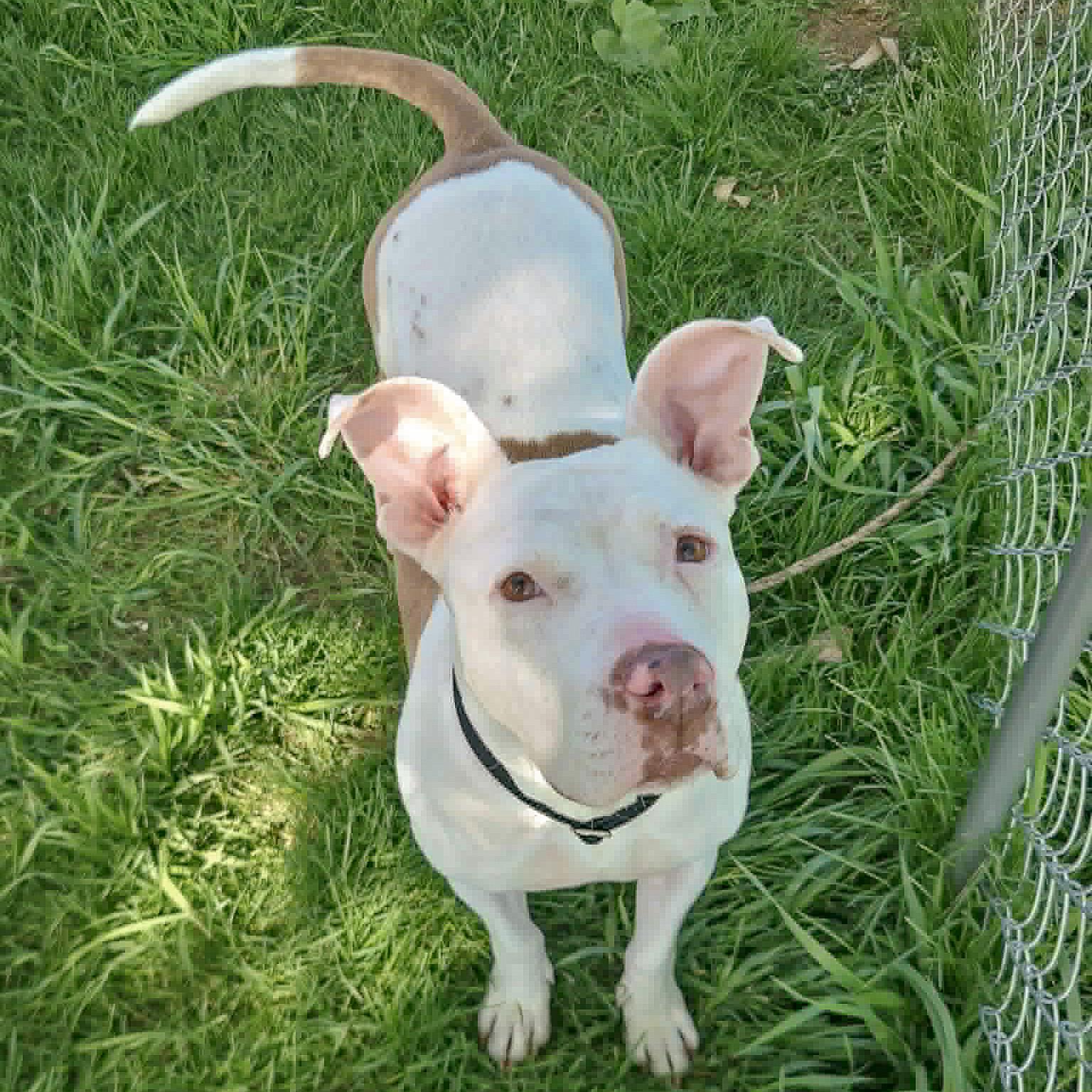 Enlarge Suki, an adoptable mixed breed in Huntley, IL image 3/6