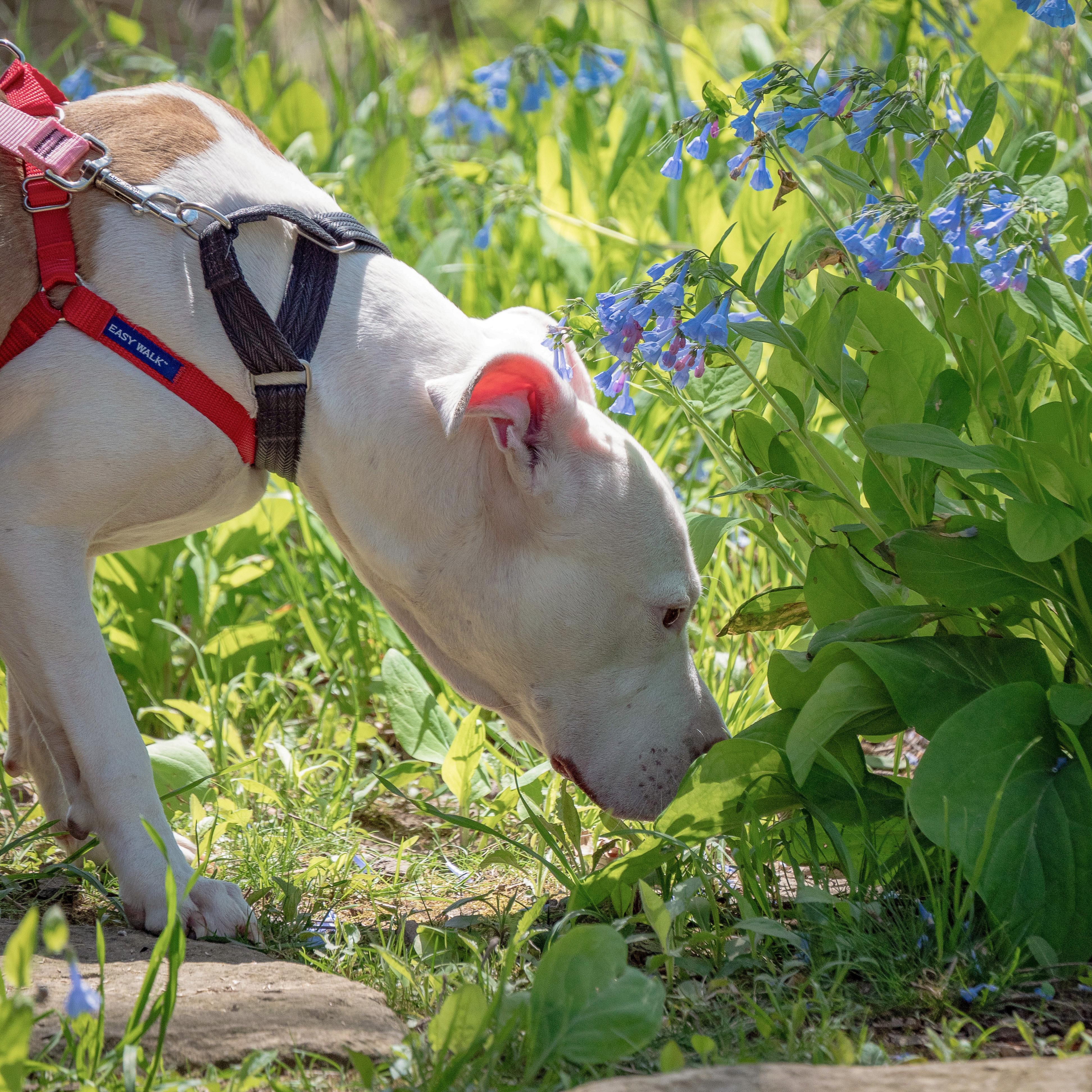 Enlarge Suki, an adoptable mixed breed in Huntley, IL image 5/6