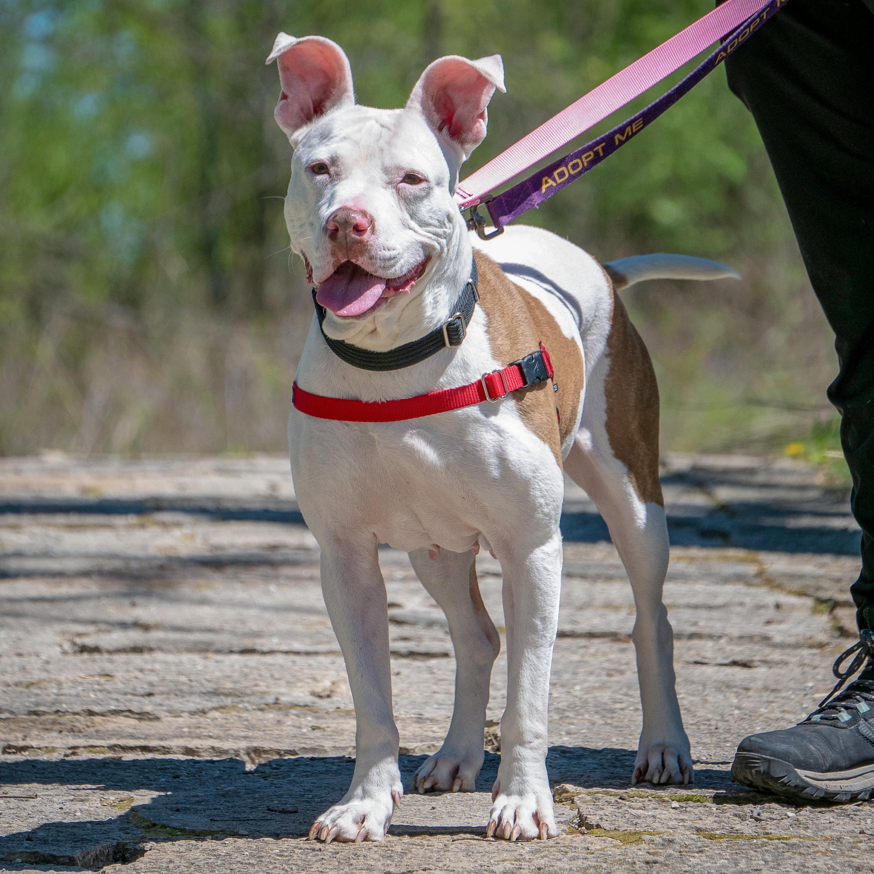 Enlarge Suki, an adoptable mixed breed in Huntley, IL image 4/6