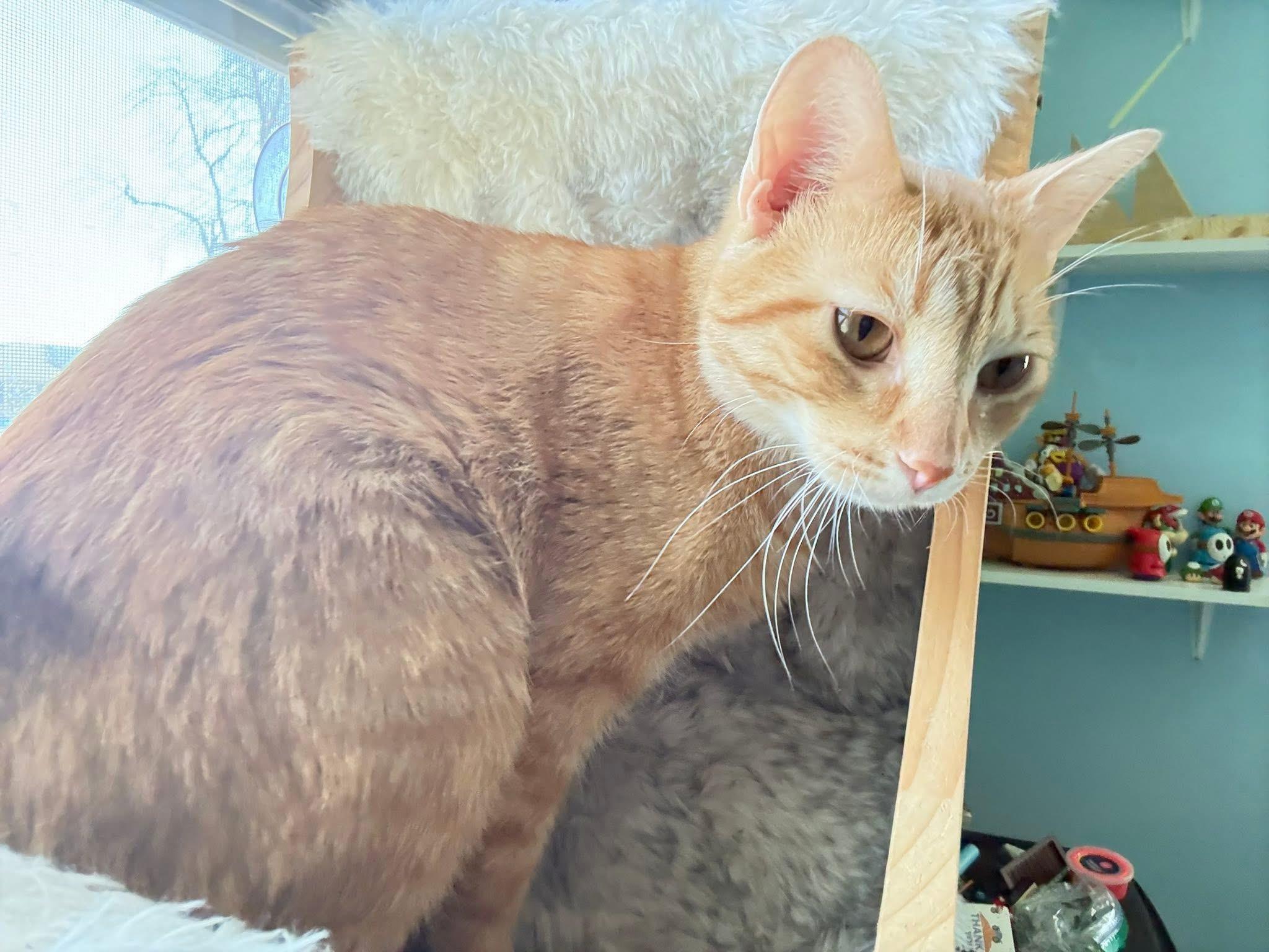 Enlarge Freddy, a Adoptable Domestic Short Hair in Naperville, IL image 2/6
