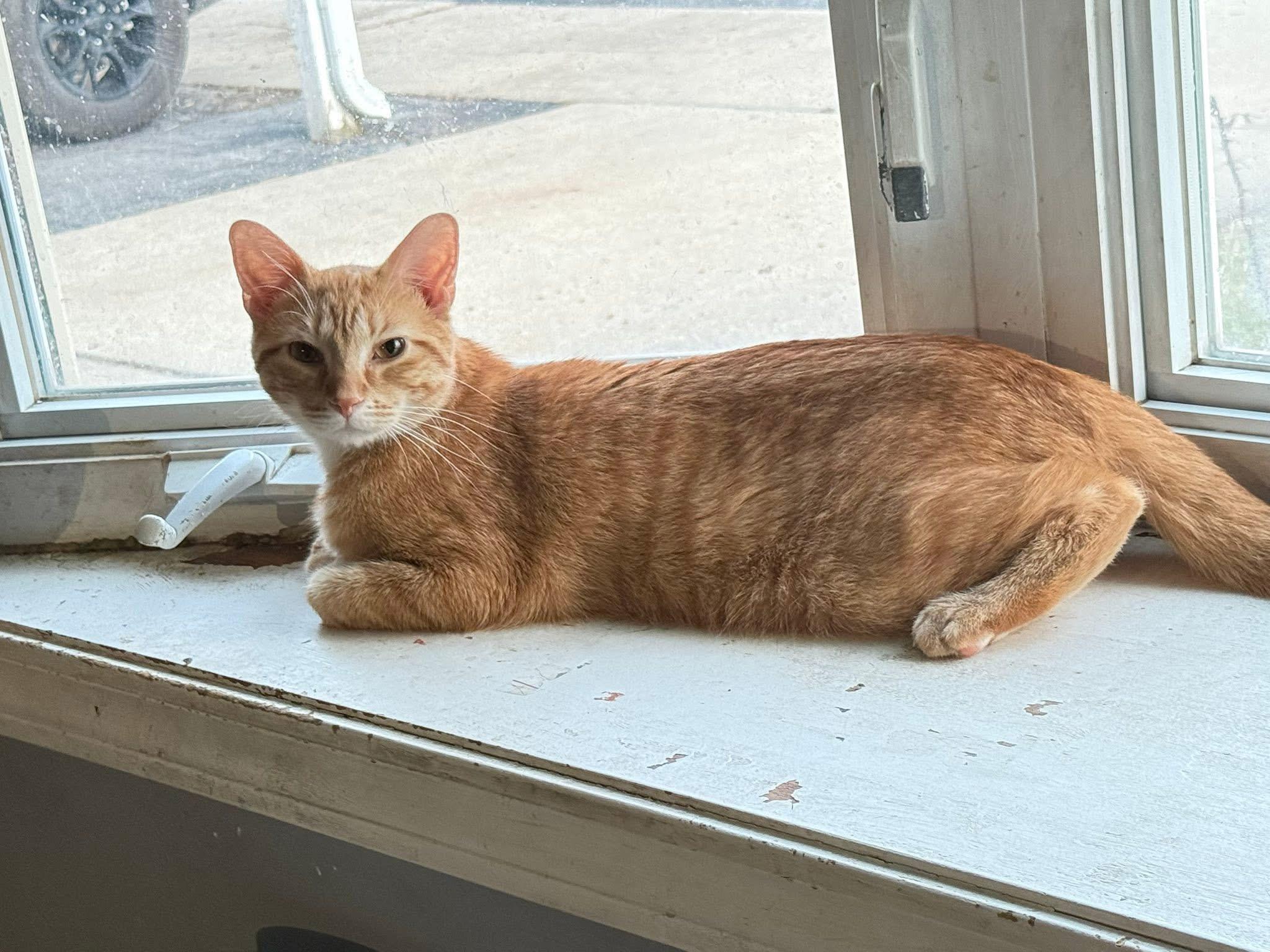 Enlarge Freddy, a Adoptable Domestic Short Hair in Naperville, IL image 6/6