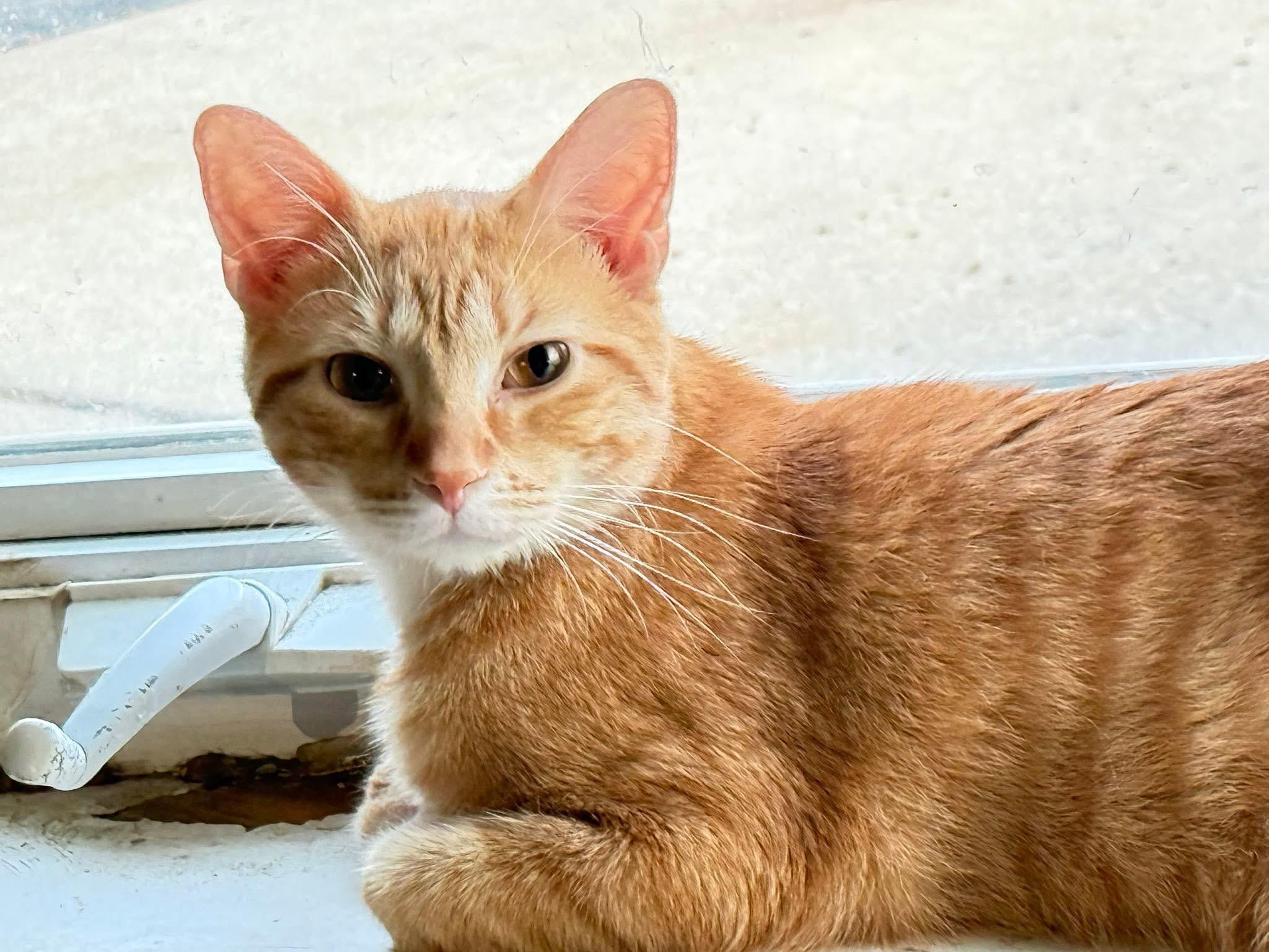 Freddy, Adoptable, Young Male Domestic Short Hair.