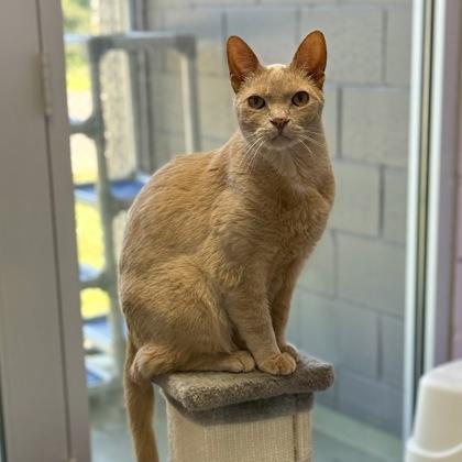 Howie, Adoptable, Adult Male Domestic Short Hair & Domestic Short Hair.