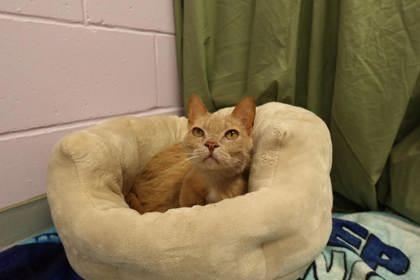 Enlarge Howie, a Adoptable mixed breed in Gwinn, MI image 2/2