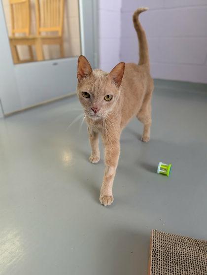 Howie, Adoptable, Adult Male Domestic Short Hair & Domestic Short Hair.