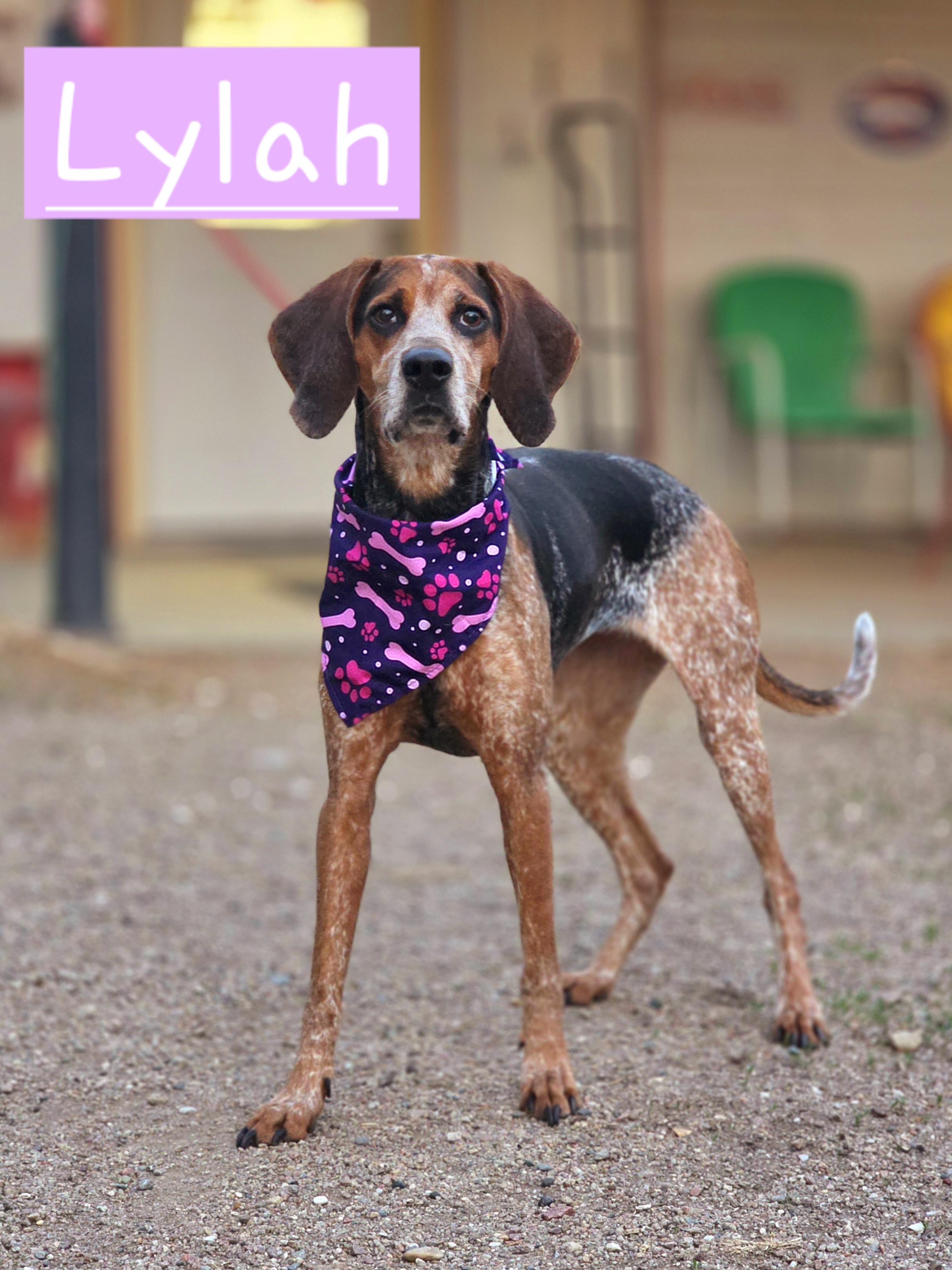 Enlarge Lylah, an adopted Bluetick Coonhound in Walthill, NE image 2/2