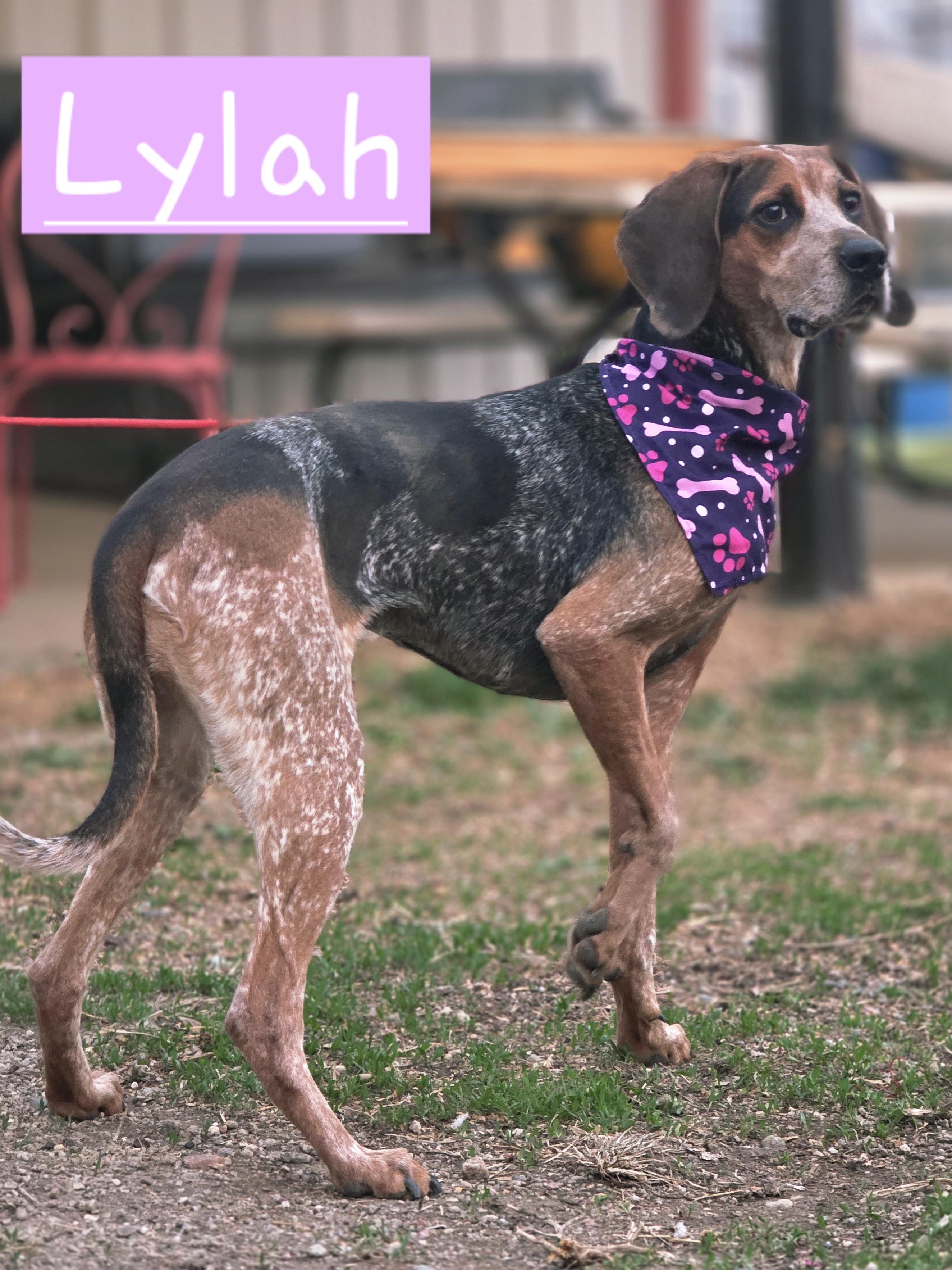 Lylah, adopted, Adult Female Bluetick Coonhound.