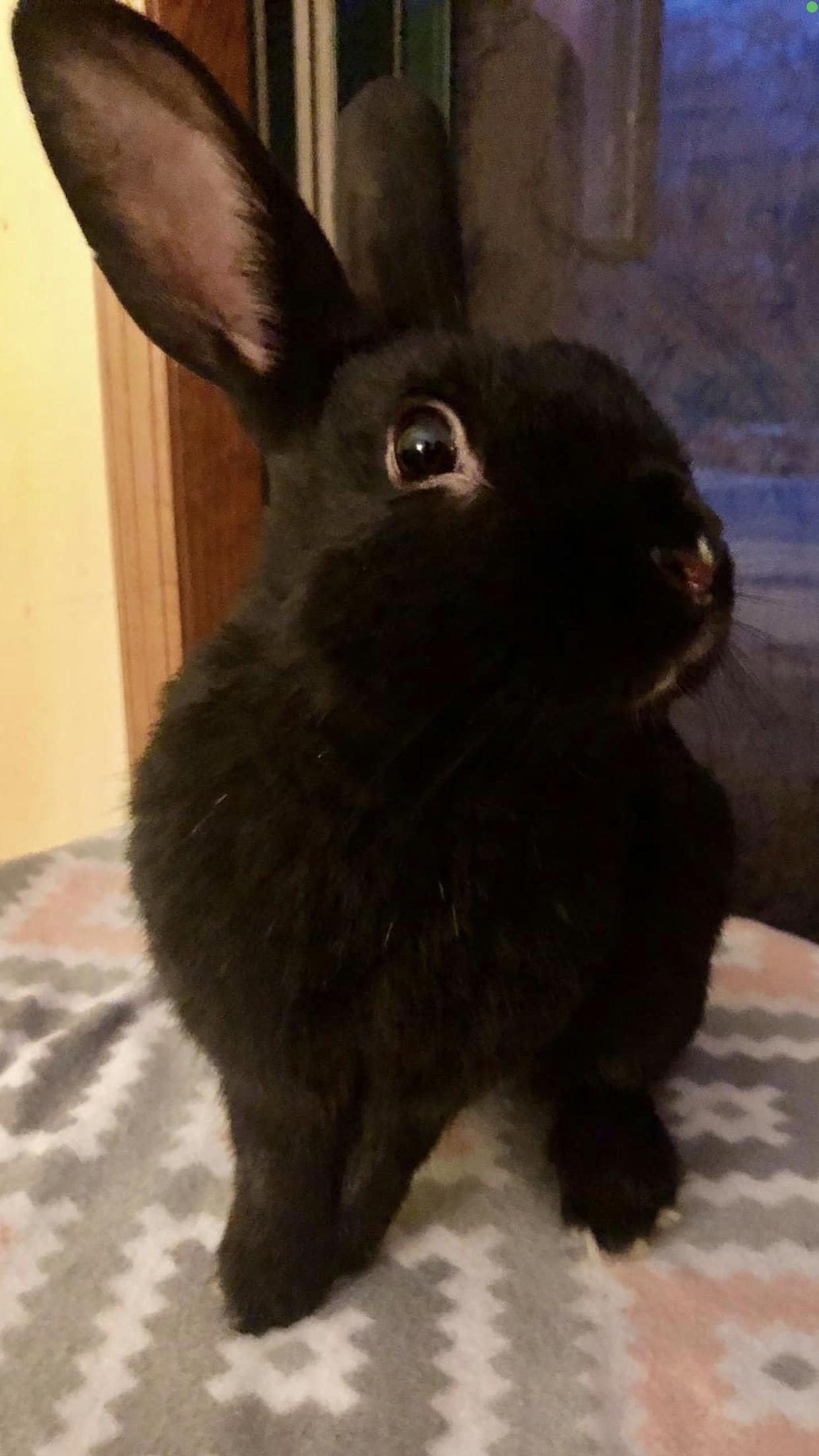 Enlarge Decker, a Adopted Havana in Lakeville, MN image 1/3