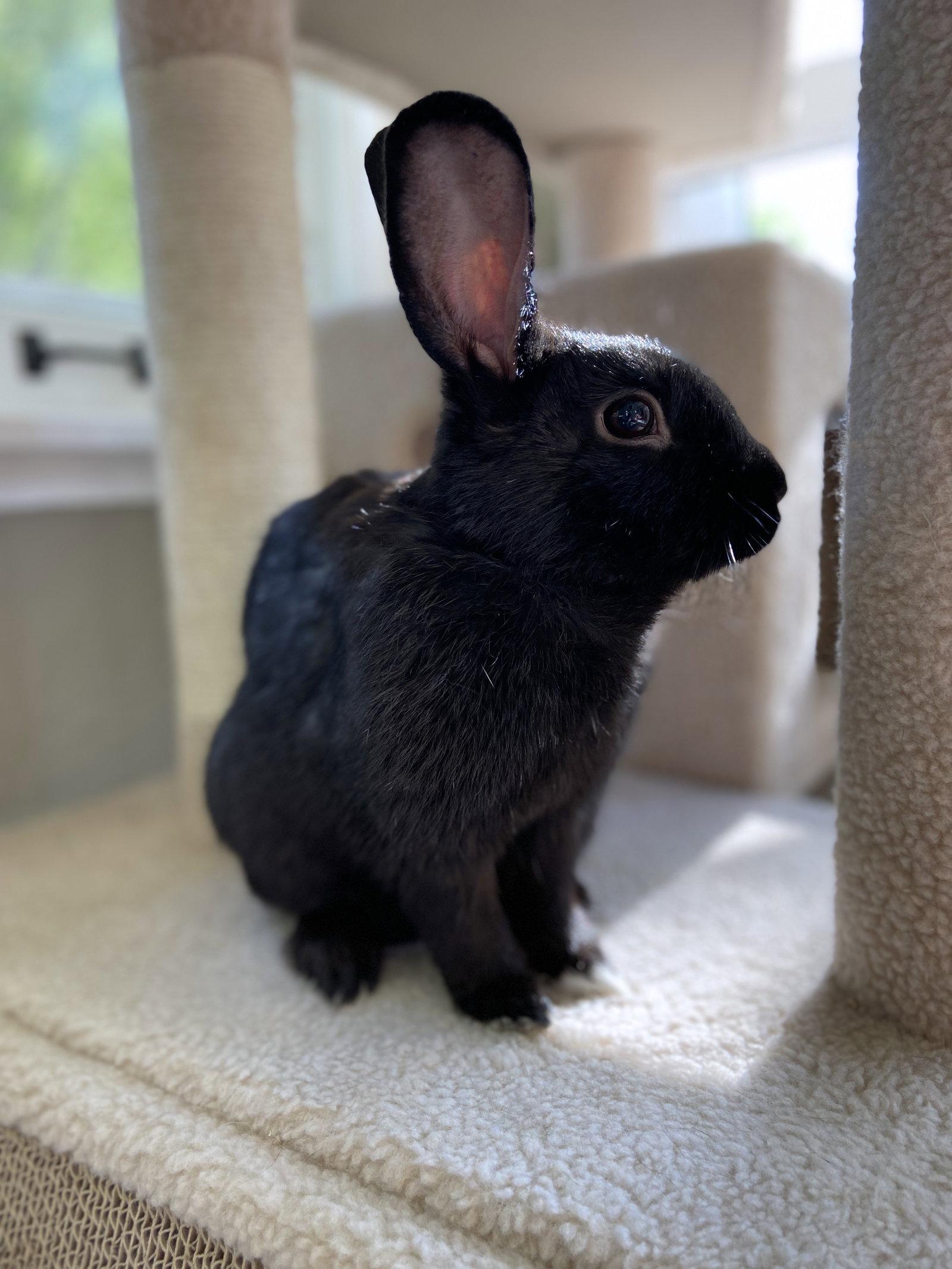 Enlarge Decker, a Adopted Havana in Lakeville, MN image 2/3