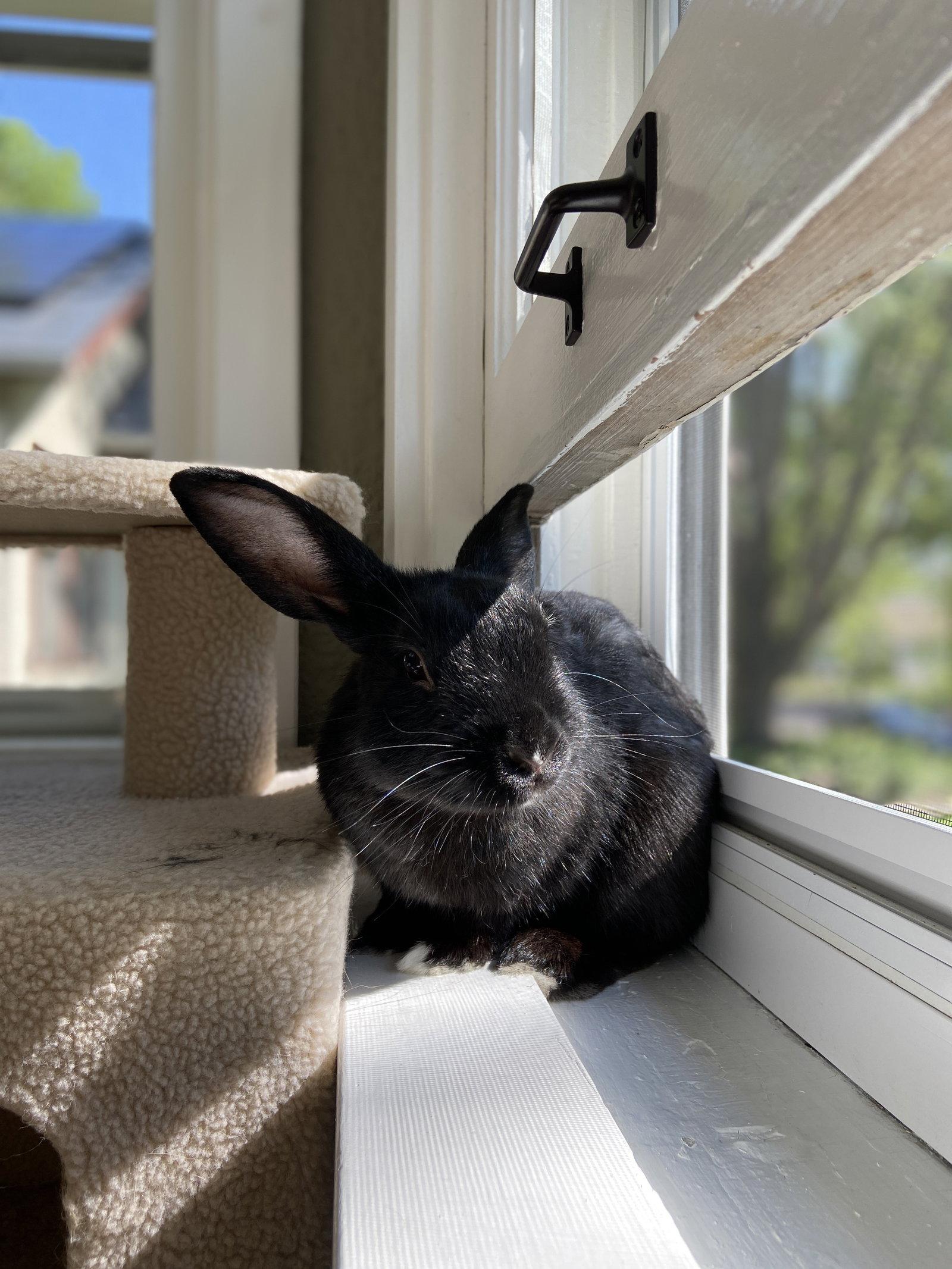 Enlarge Decker, a Adopted Havana in Lakeville, MN image 3/3