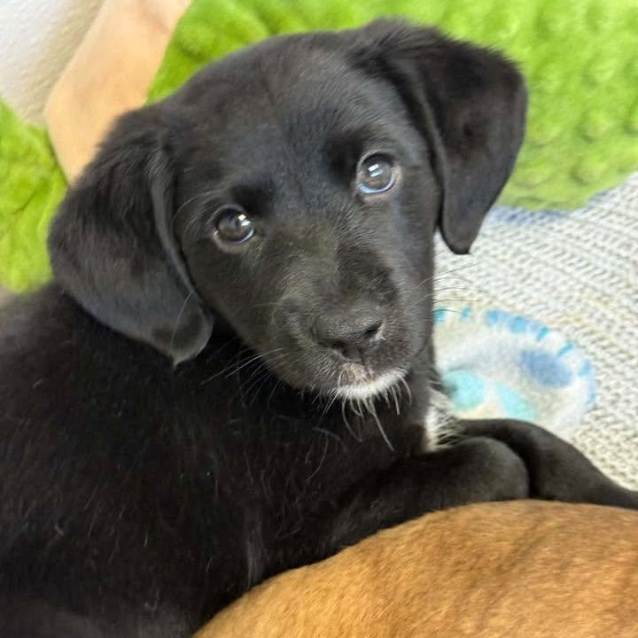 Cogsworth, Adoptable, Puppy Female Retriever & Spaniel.