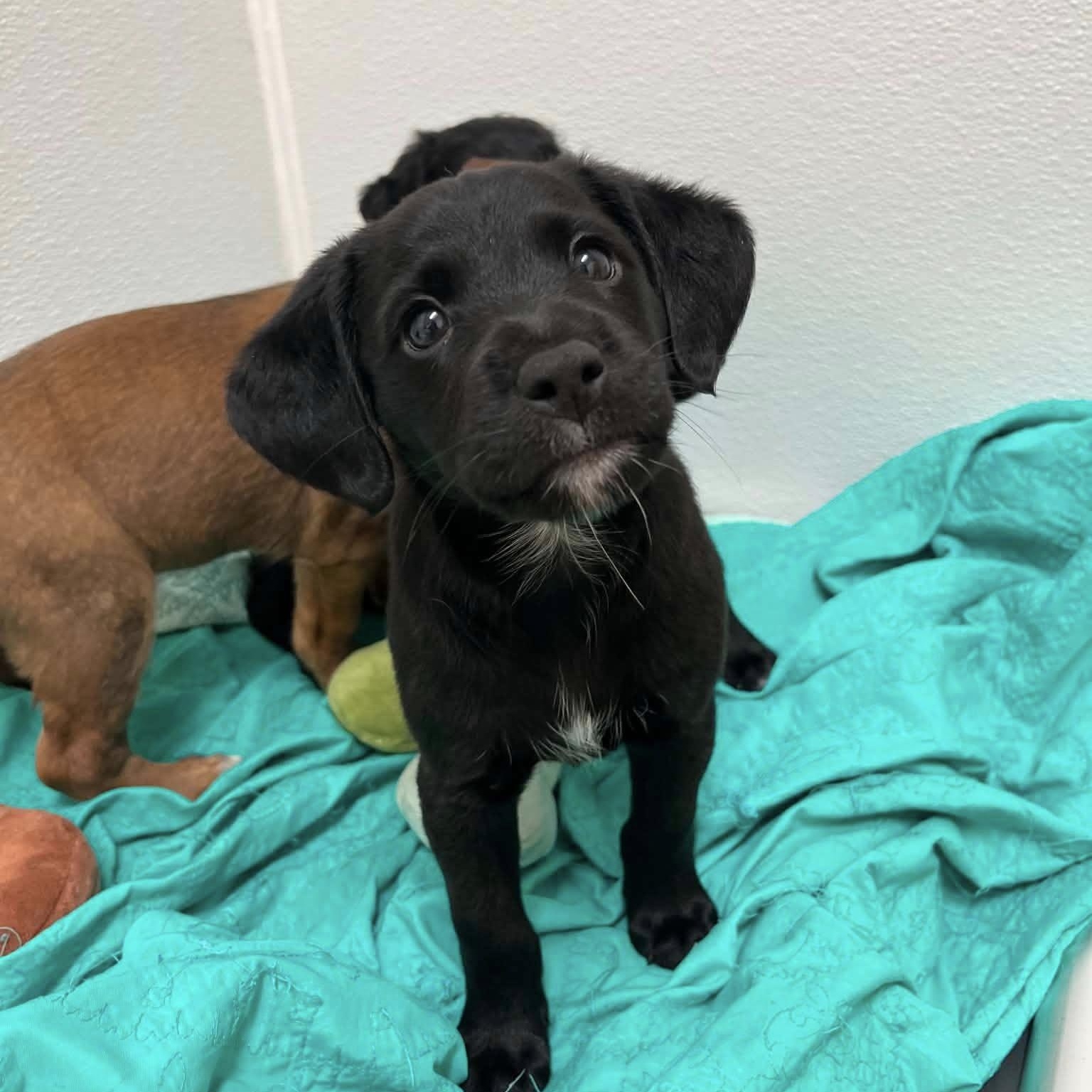 Cogsworth, a Adoptable mixed breed in Nanuet, NY image 4/6