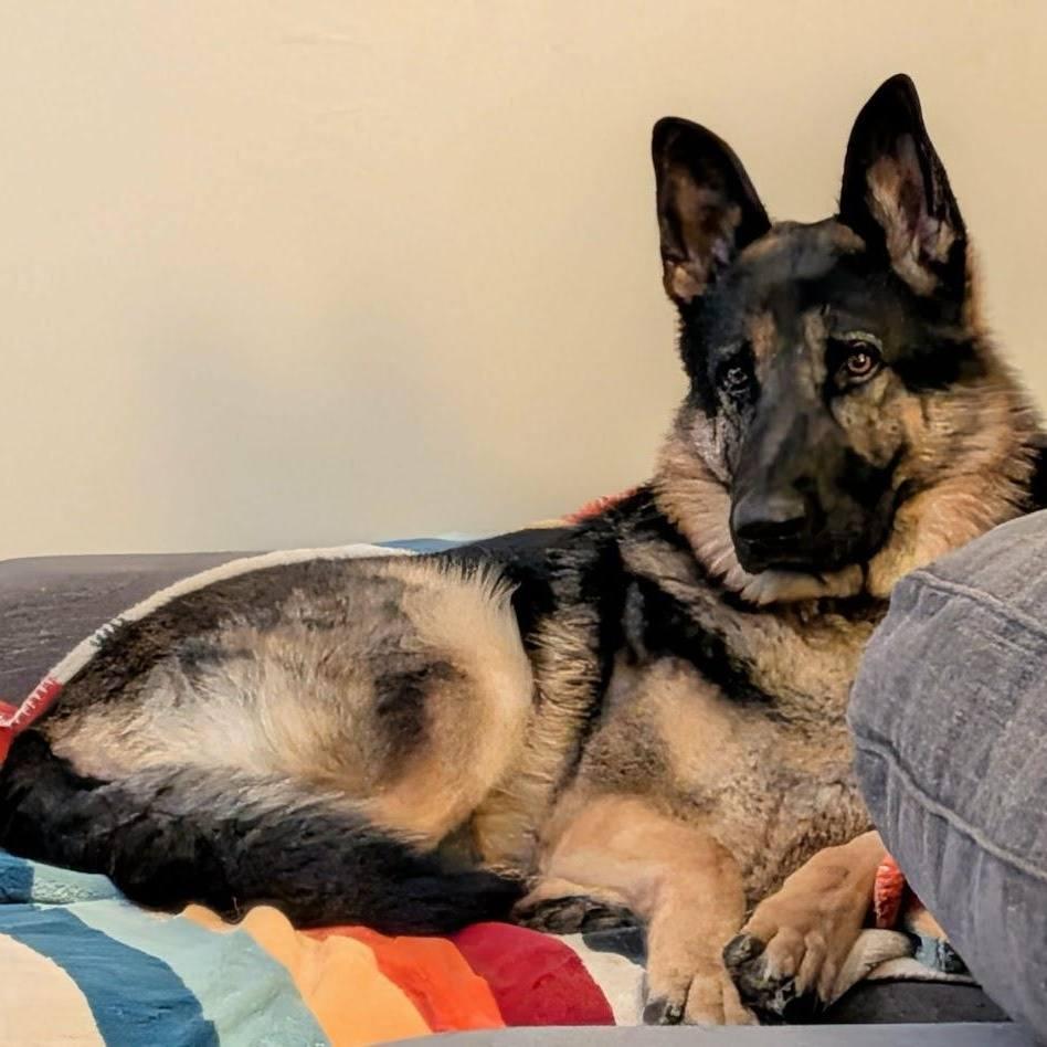 Cooper (GSD), a ADOPTABLE German Shepherd Dog in Lexington, KY image 4/4