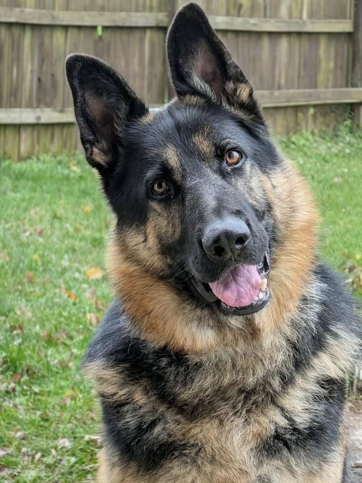 Cooper (GSD), a ADOPTABLE German Shepherd Dog in Lexington, KY image 1/4