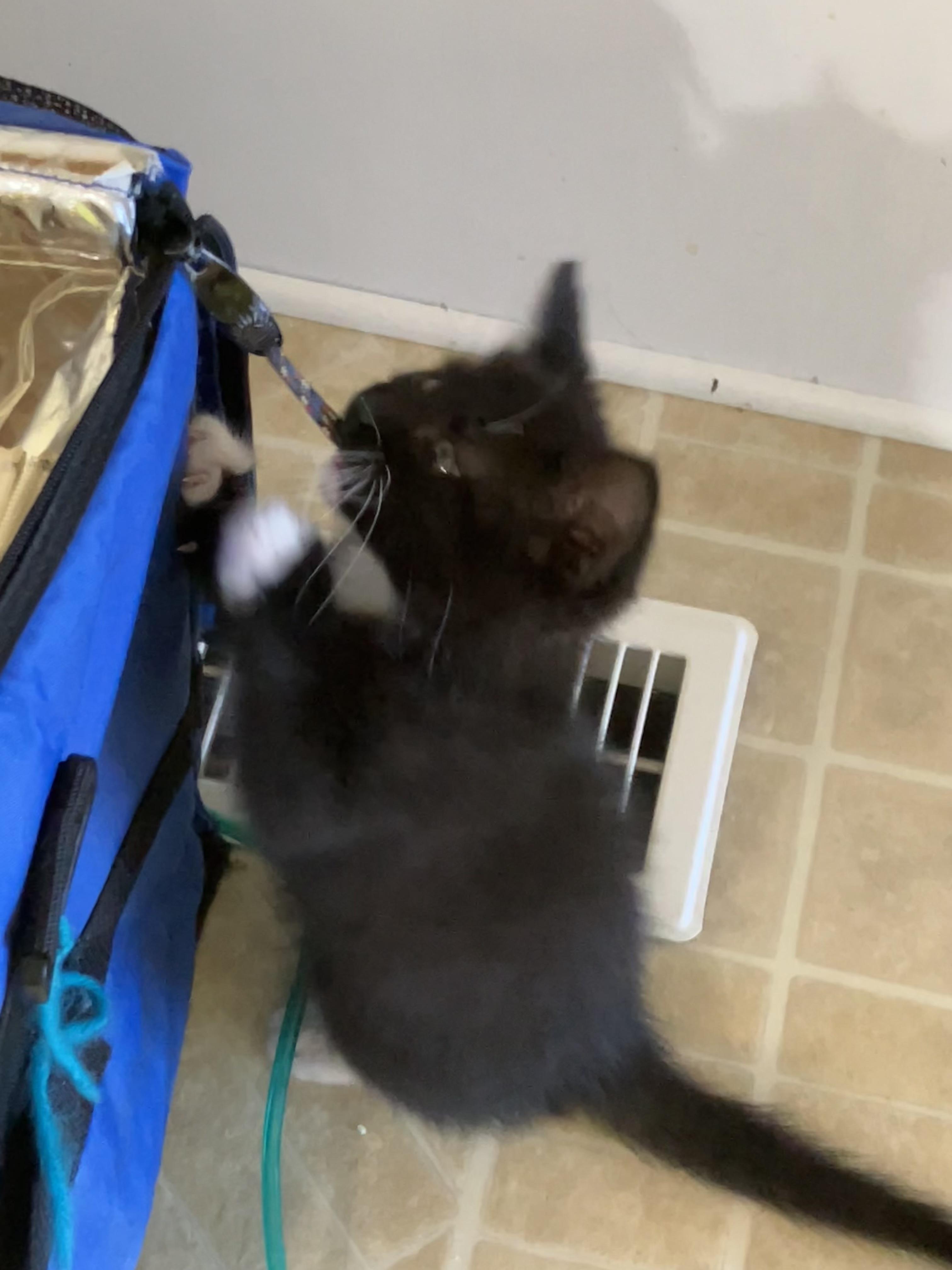 Louis Armstrong, a Adopted Domestic Medium Hair in Hayward, CA image 3/6