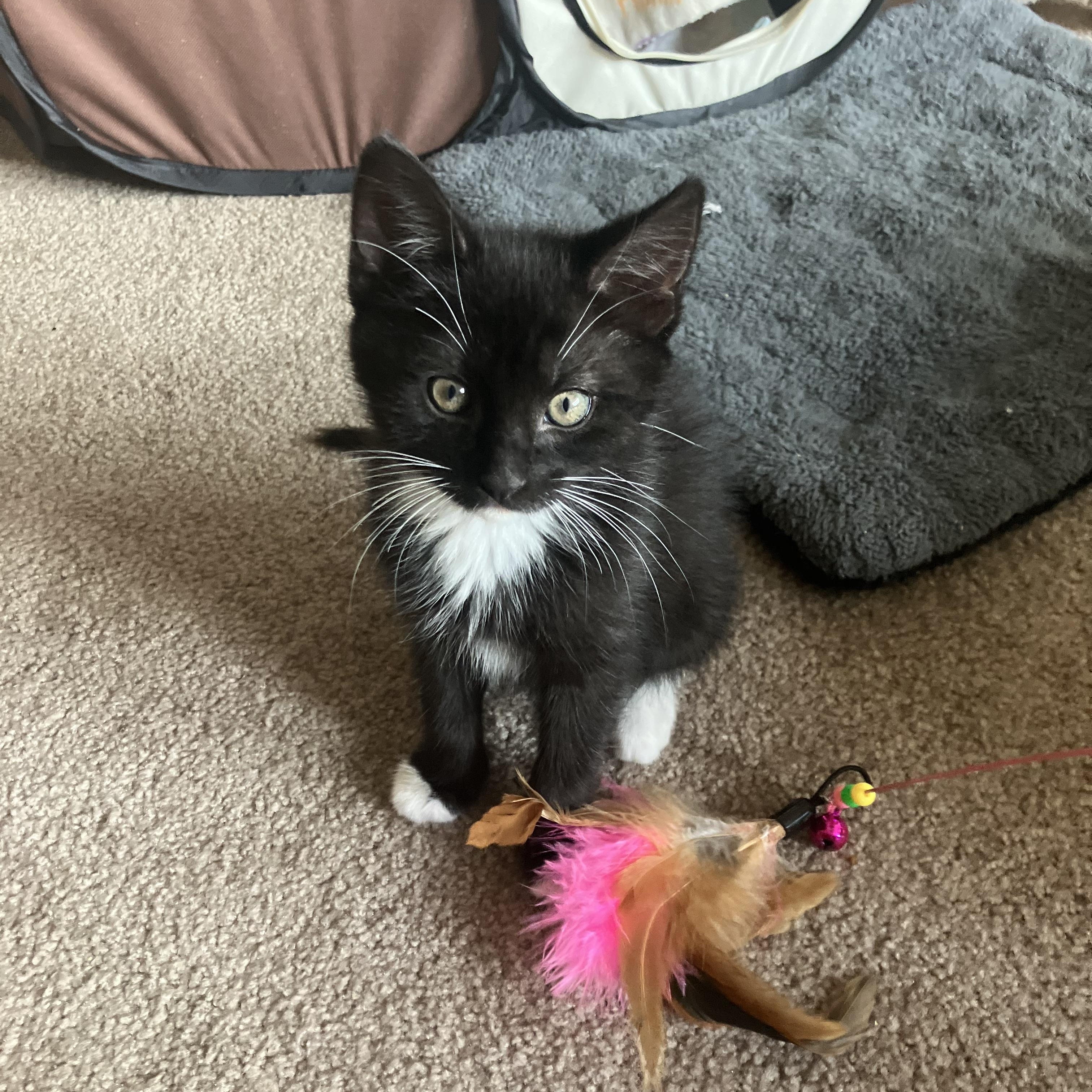 Louis Armstrong, a Adopted Domestic Medium Hair in Hayward, CA image 1/6