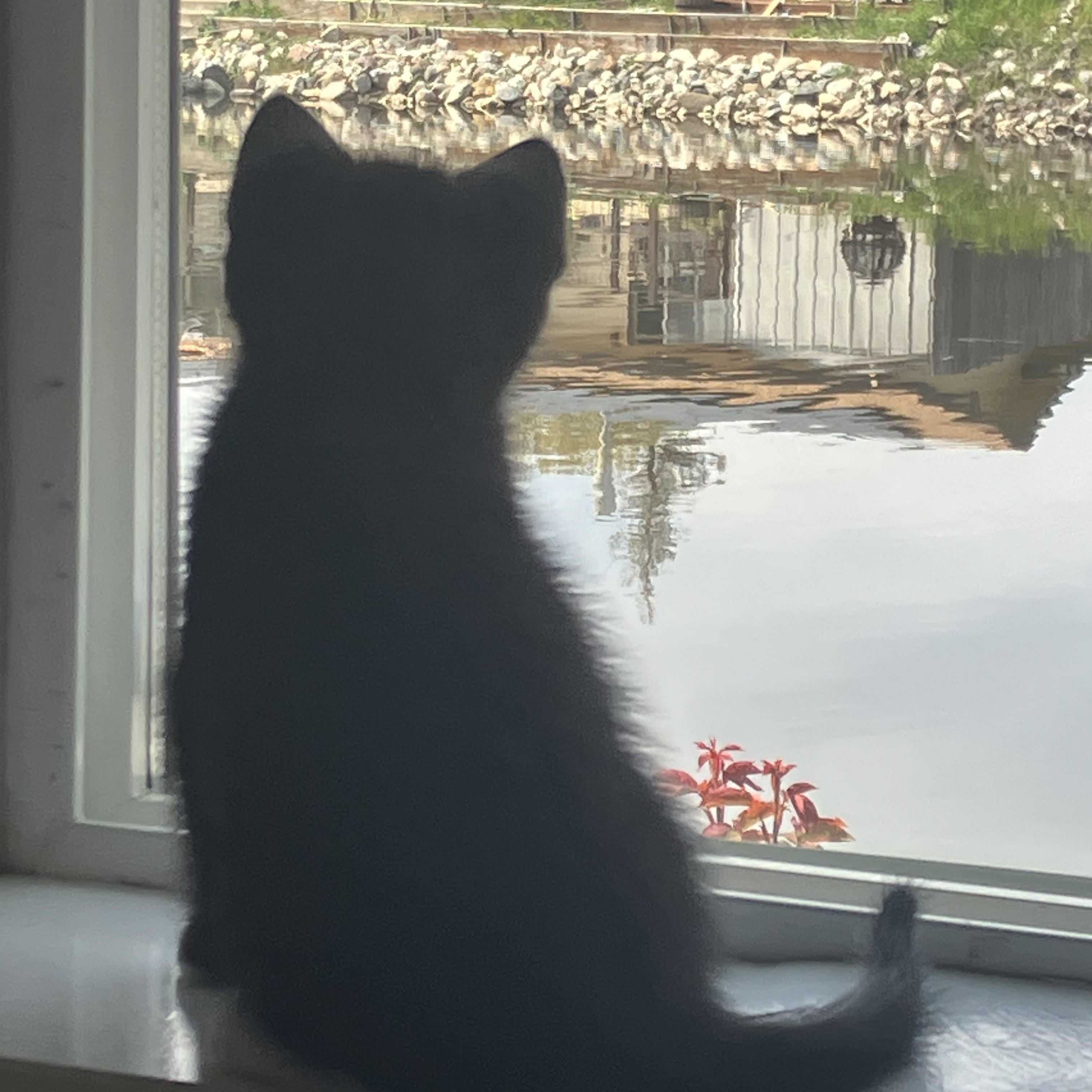 Louis Armstrong, a Adopted Domestic Medium Hair in Hayward, CA image 5/6