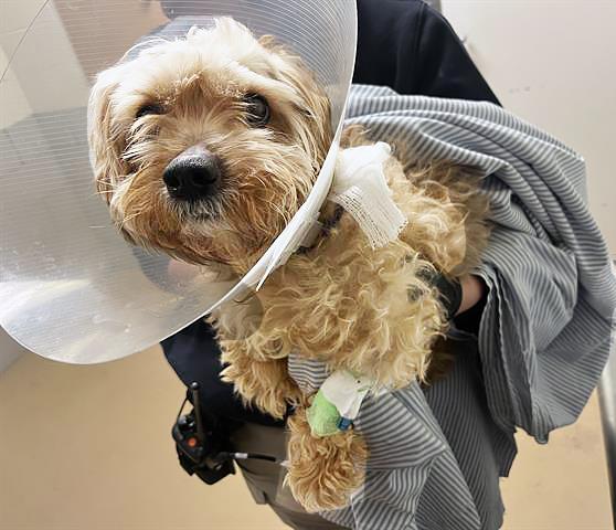 Mr. Perry, adopted, Adult Male Mixed Breed.