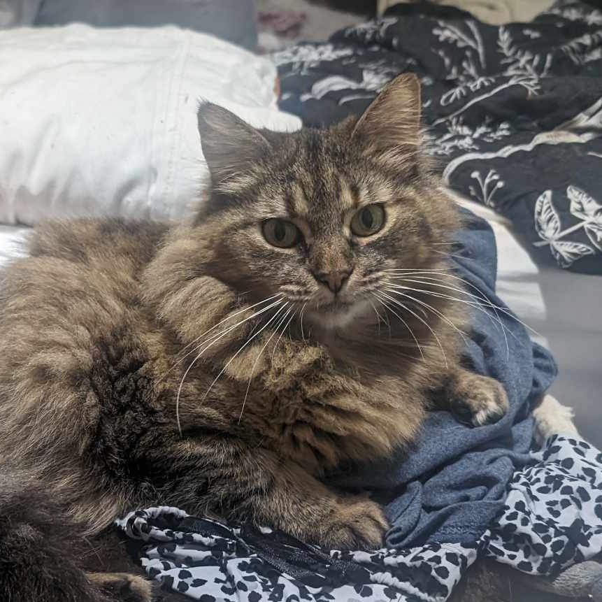 Bozo, a Adopted Domestic Long Hair in Bellevue, WA image 1/2