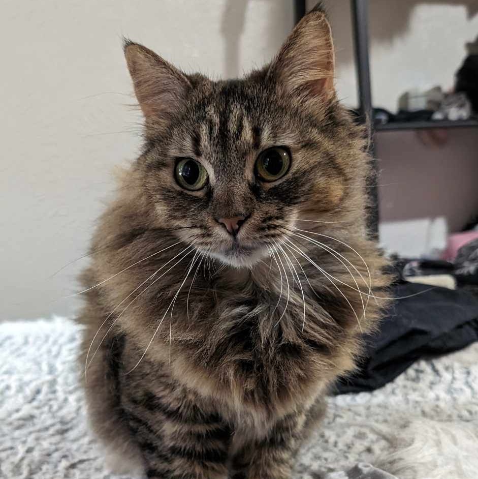 Bozo, a Adopted Domestic Long Hair in Bellevue, WA image 2/2