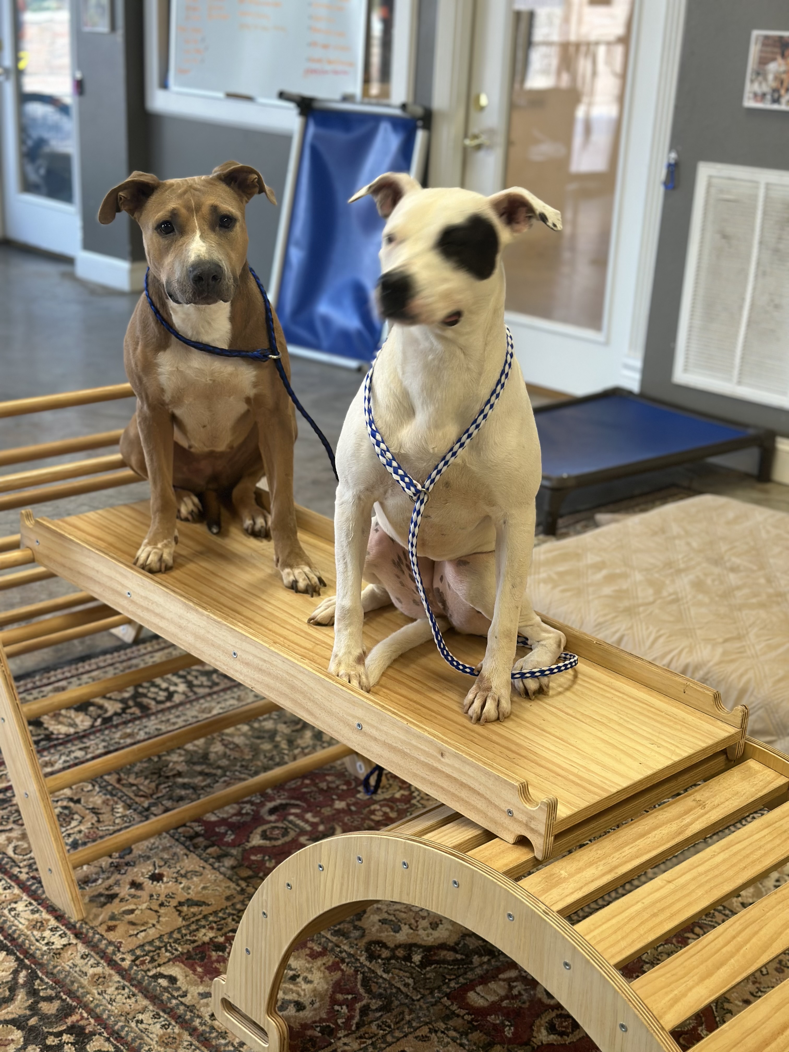 Princess, a Adoptable mixed breed in houston, TX image 1/4