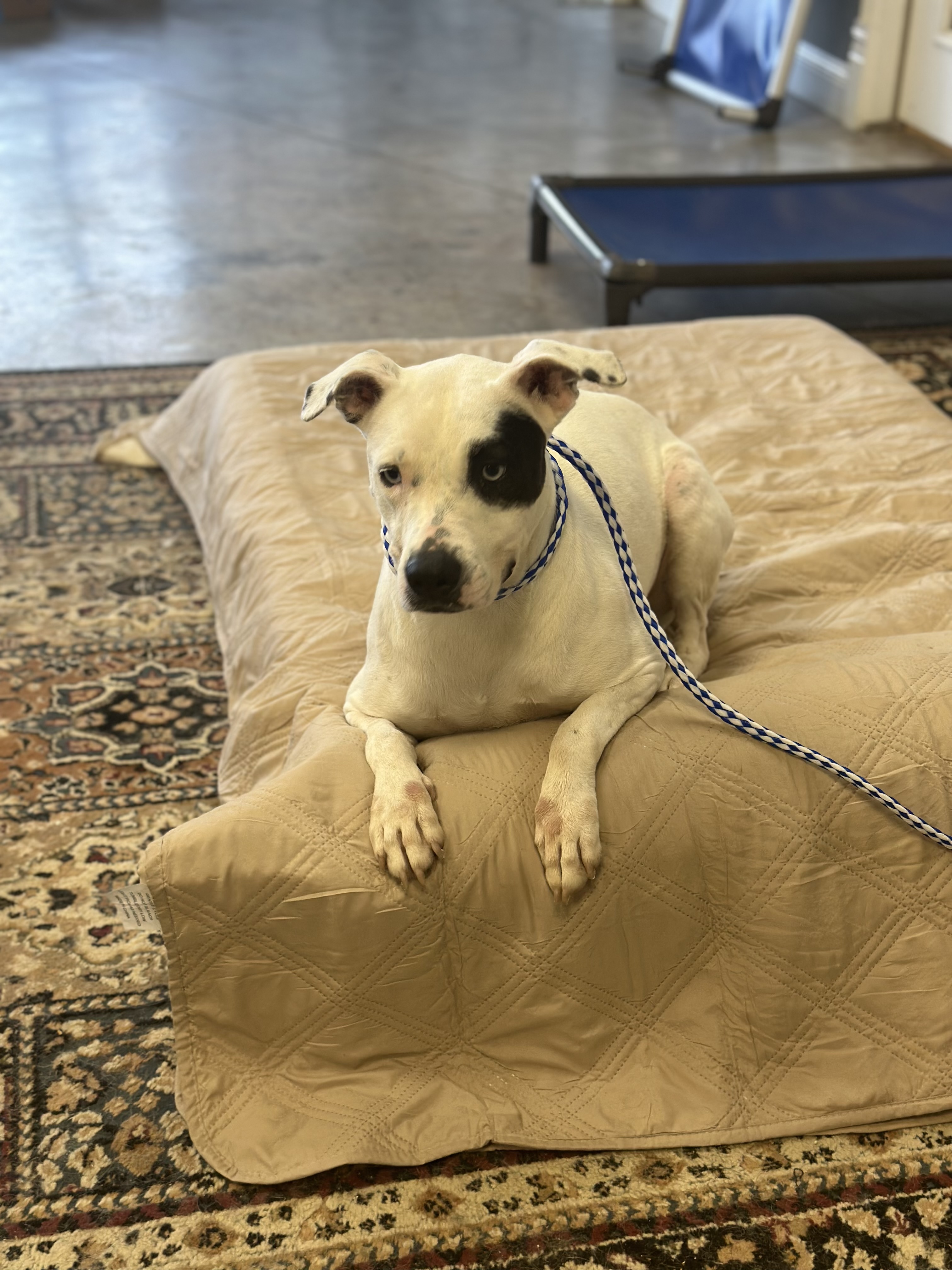 Princess, a Adoptable mixed breed in houston, TX image 2/4