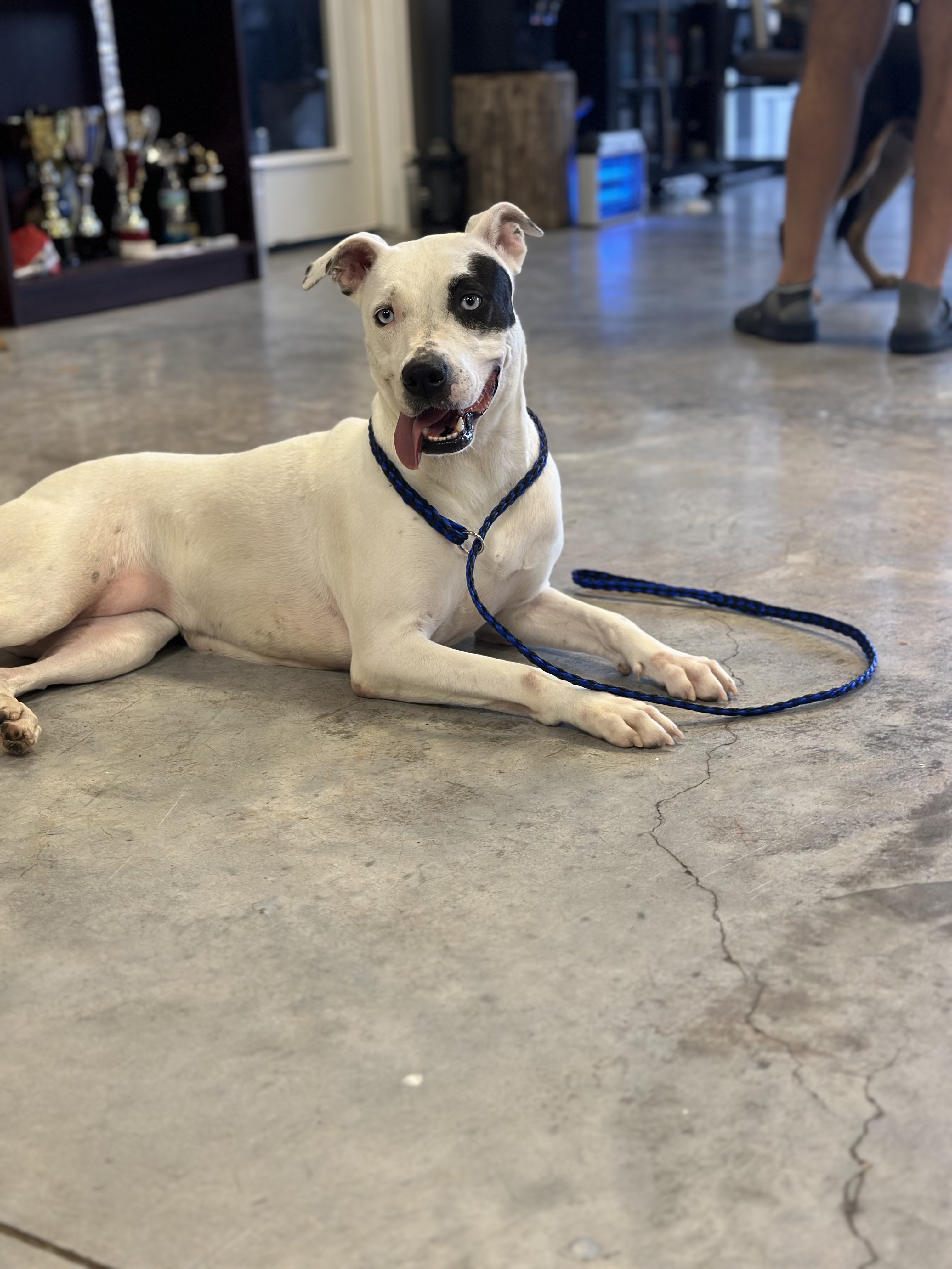 Princess, a Adoptable mixed breed in houston, TX image 3/4