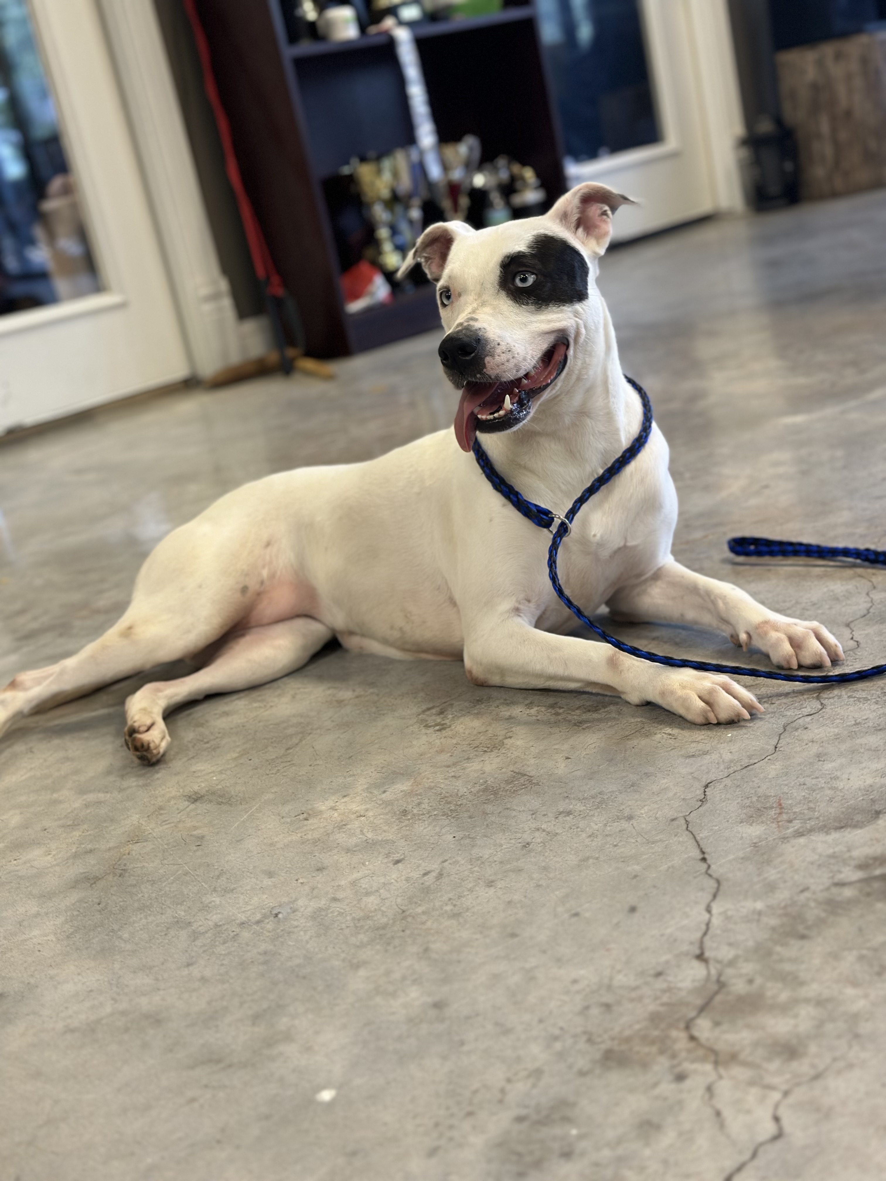 Princess, a Adoptable mixed breed in houston, TX image 4/4