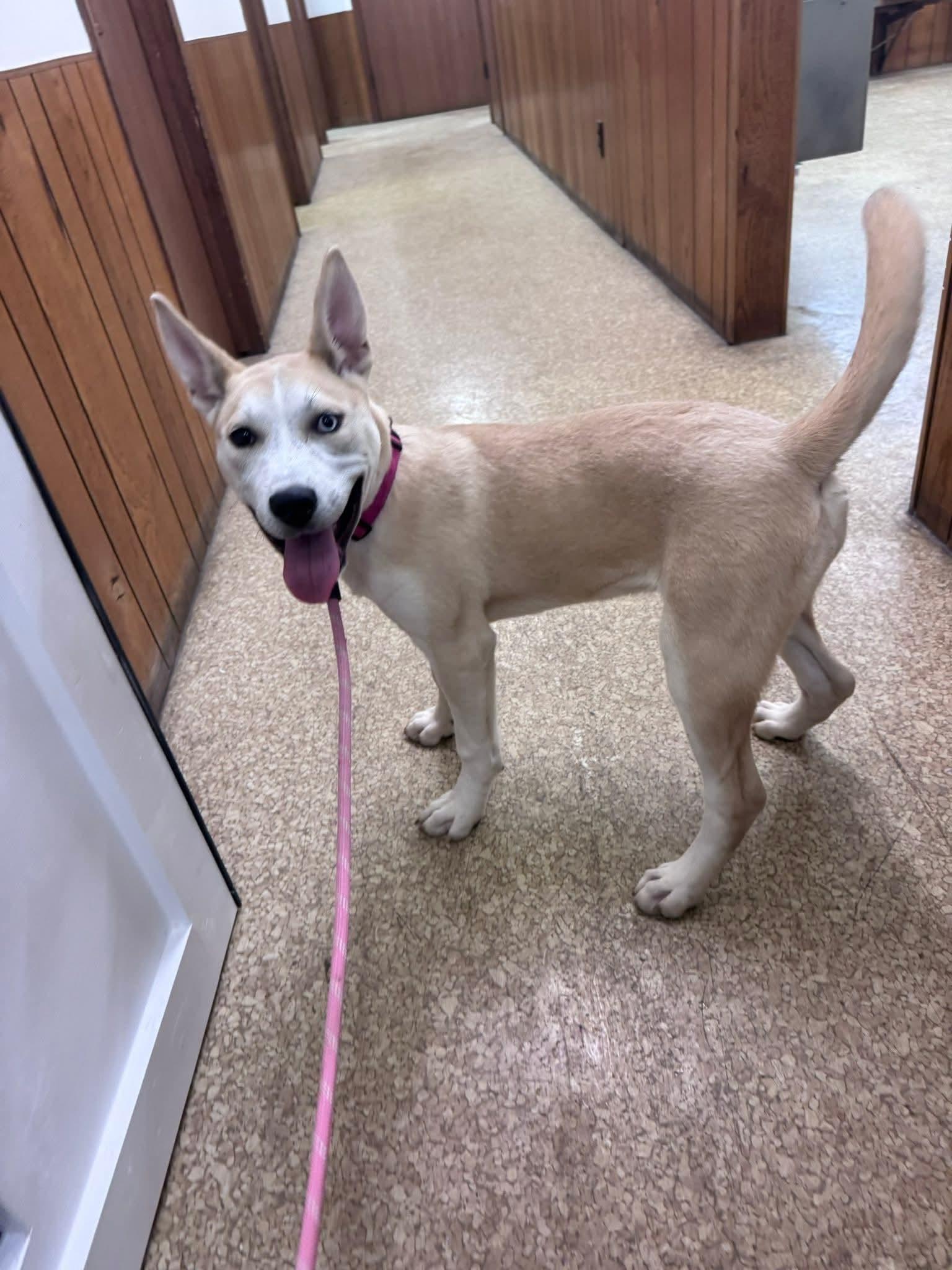 Enlarge Ruby, a Adoptable Husky in Fenton, MO image 1/2