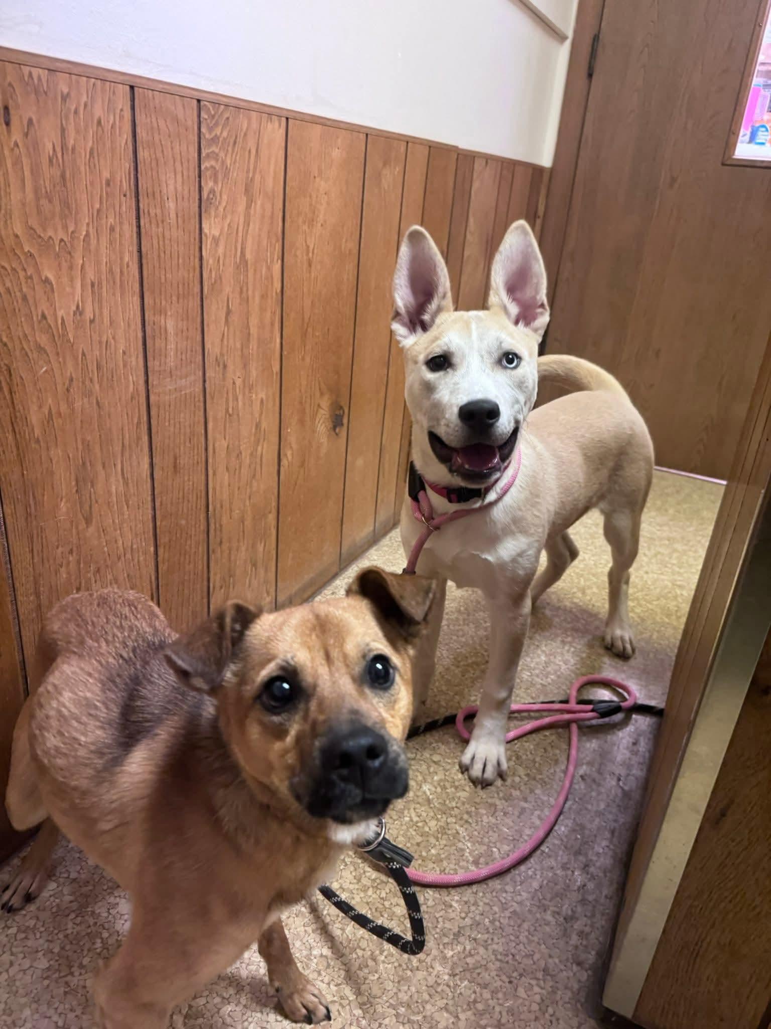 Enlarge Ruby, a Adoptable Husky in Fenton, MO image 2/2