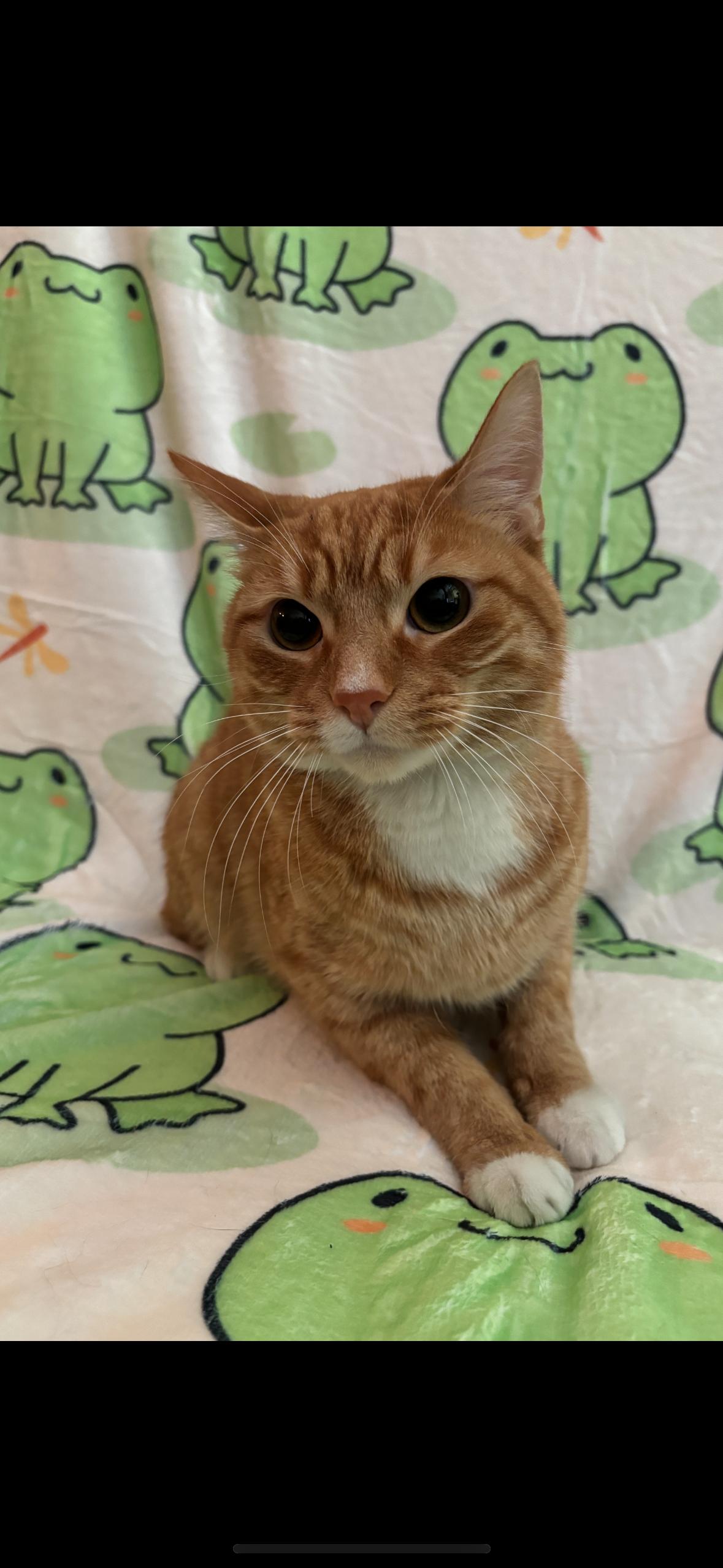 Malachy, a ADOPTABLE Domestic Short Hair in Flushing, NY image 1/3