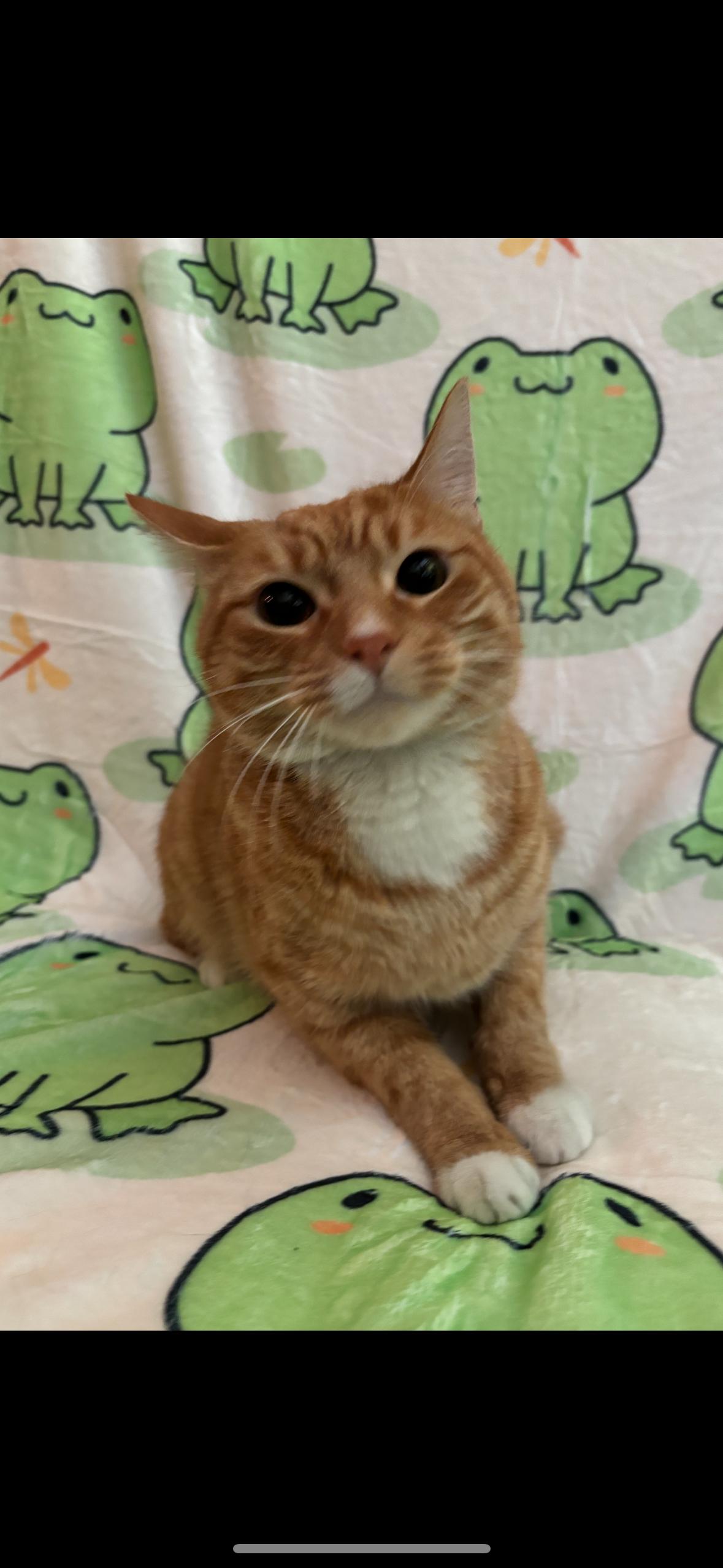 Malachy, a ADOPTABLE Domestic Short Hair in Flushing, NY image 2/3