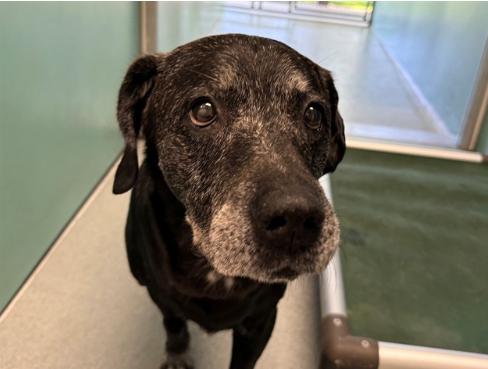 BROLY, a Adoptable Black Labrador Retriever in San Clemente, CA image 2/2