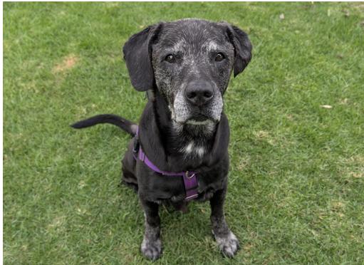 BROLY, a Adoptable Black Labrador Retriever in San Clemente, CA image 1/2