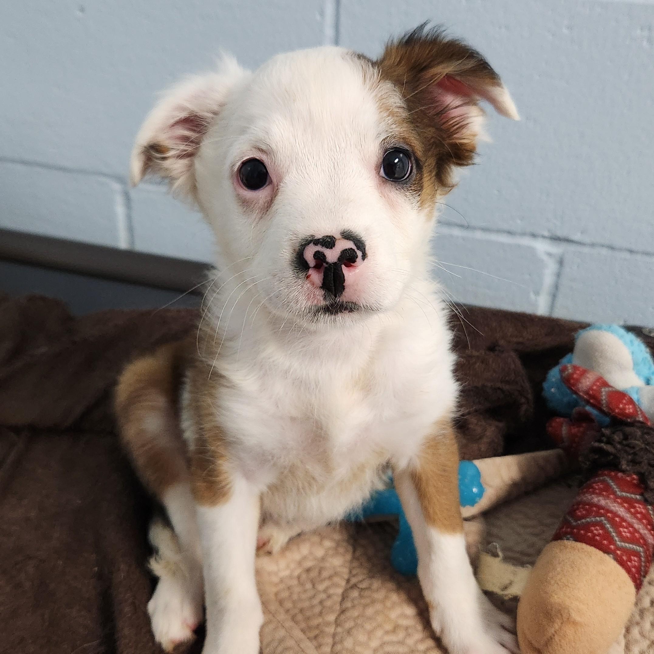 Sophia, Adoptable, Puppy Female Mixed Breed.