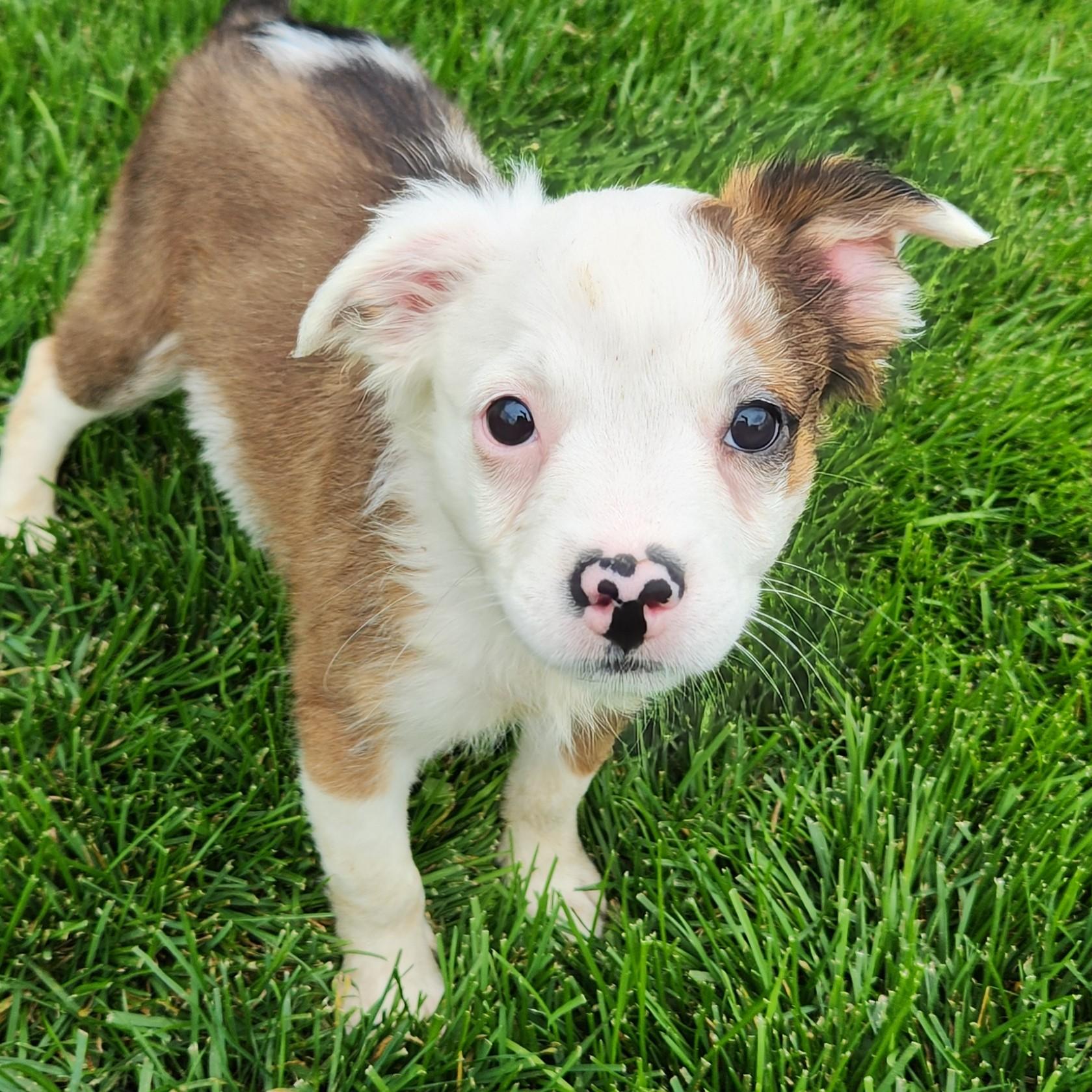 Enlarge Sophia, a Adoptable Mixed Breed in Marshfield, WI image 4/5