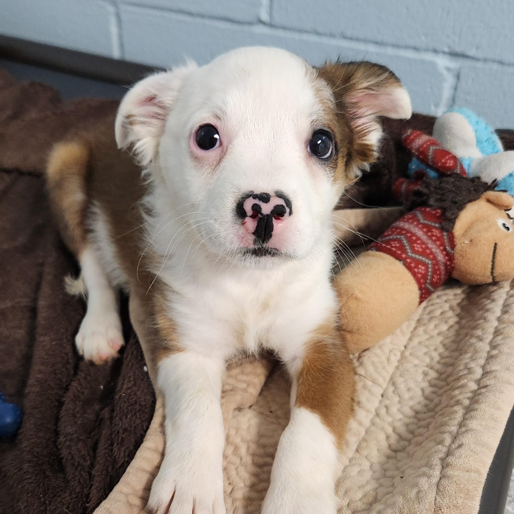 Enlarge Sophia, a Adoptable Mixed Breed in Marshfield, WI image 2/5